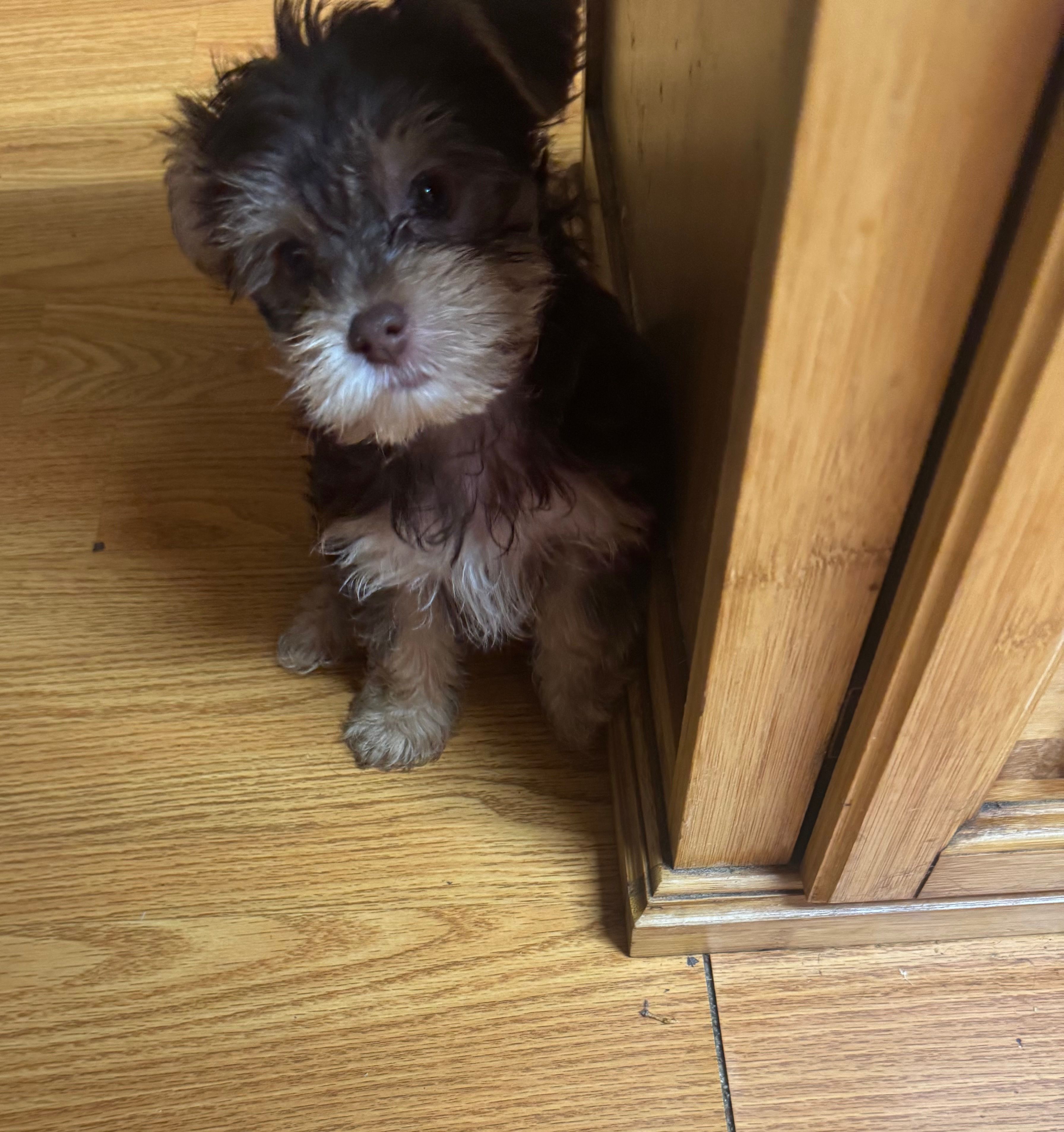 Baby boy #1 – Yorkshire Terrier puppy for sale in Skipwith, VA