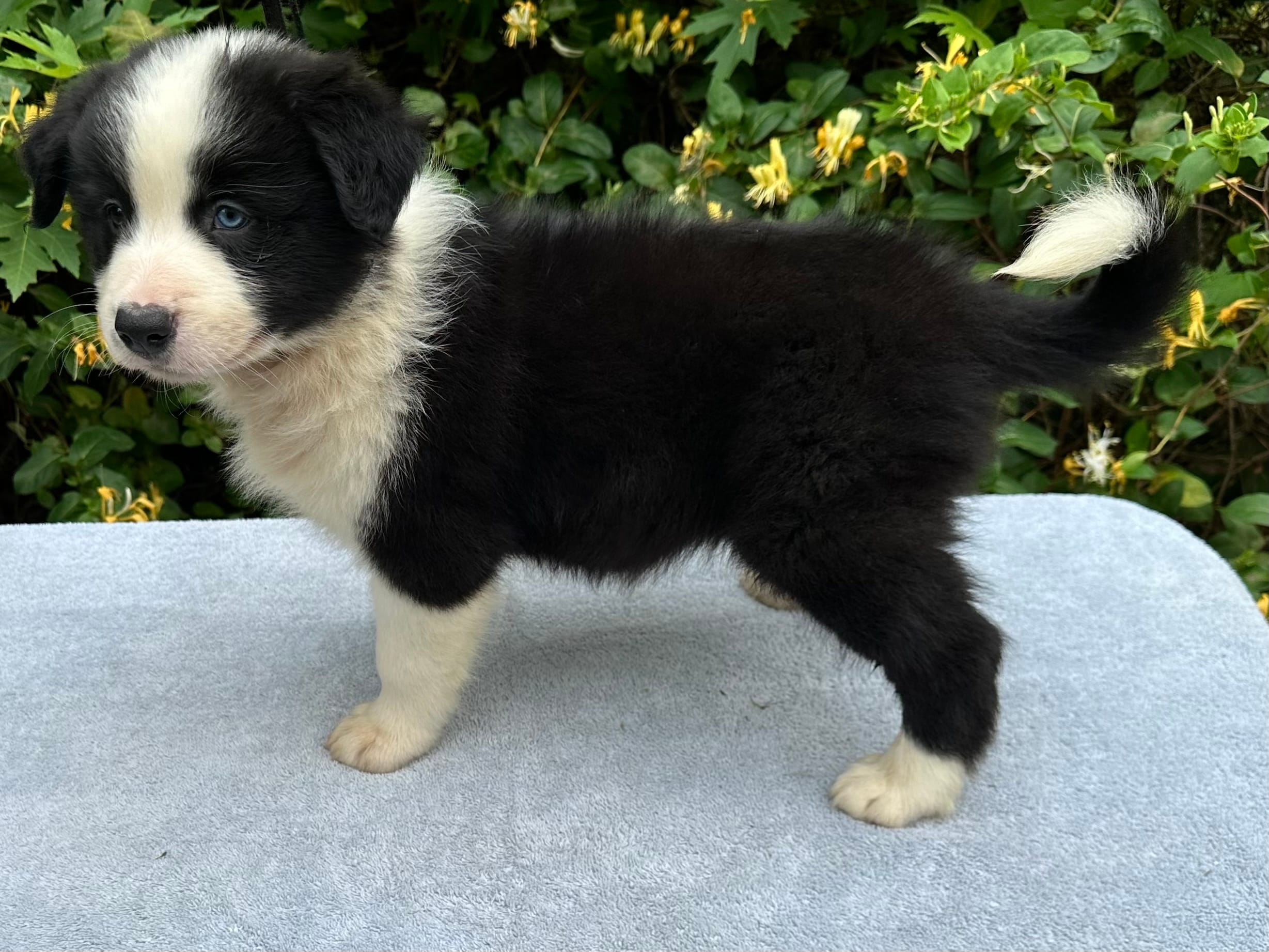 Blue – Border Collie puppy for sale in Tahlequah, OK