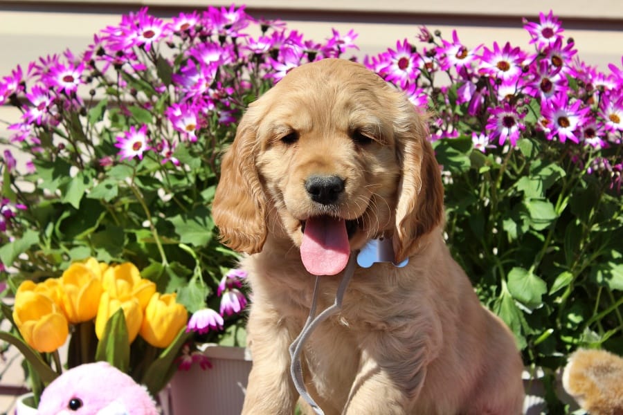 Bugle  – Golden Cocker Retriever, Miniature Golden Retriever puppy for sale in Pomona, MO