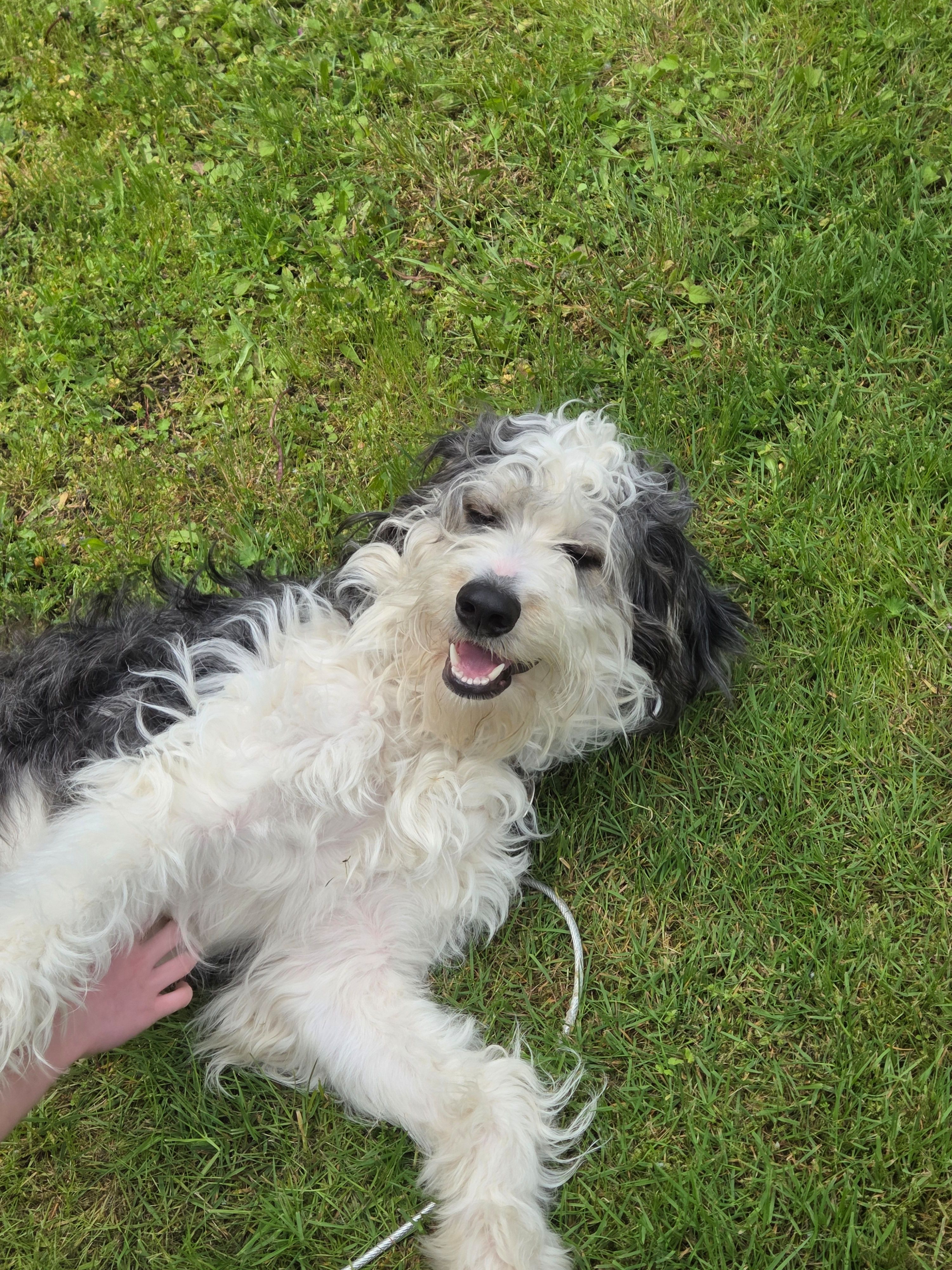 Tux, a male Aussiedoodle for sale in Bonney Lake, WA – 2 of 2