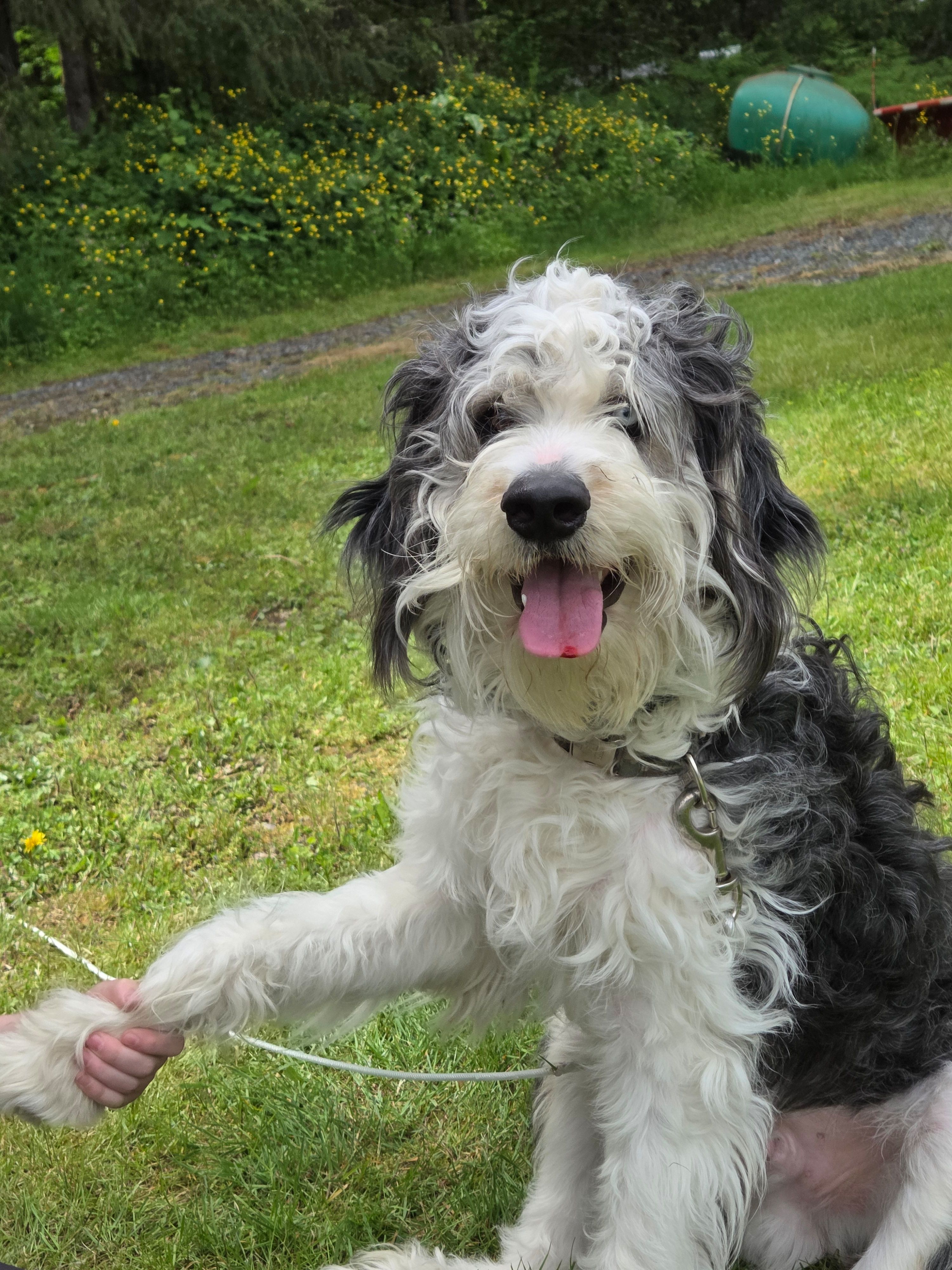 Tux – Aussiedoodle puppy for sale in Bonney Lake, WA