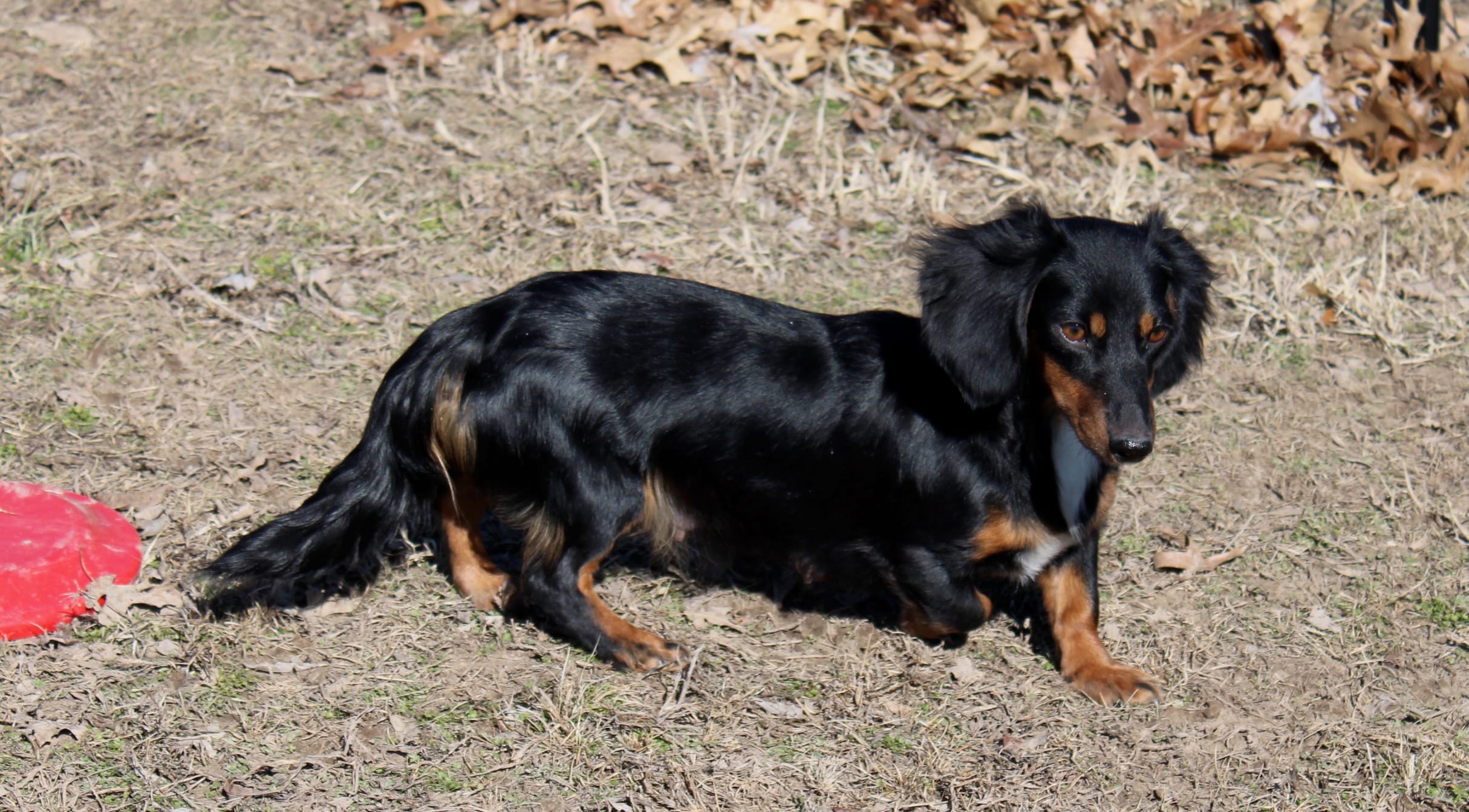 SHADED RED MALE! 001 – Miniature Dachshund puppy for sale in Pittsburg, KS