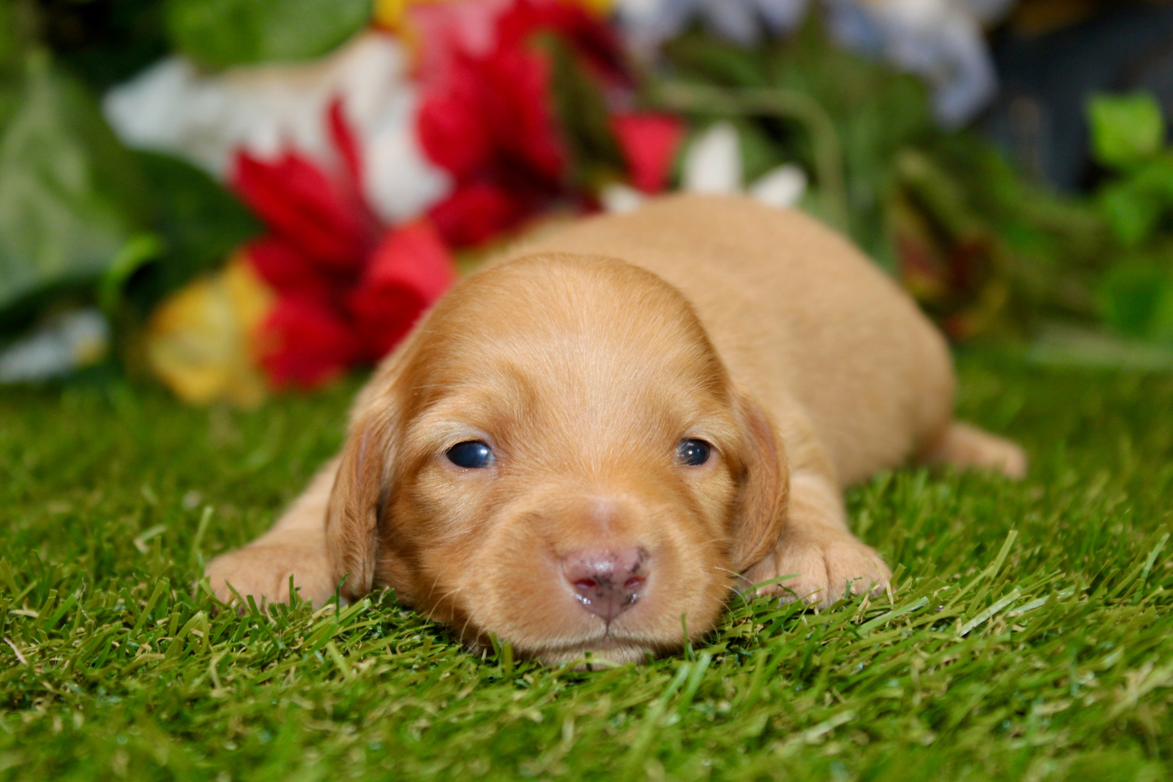 AKC DARK CREAM MALE 012 – Dachshund puppy for sale in Pittsburg, KS
