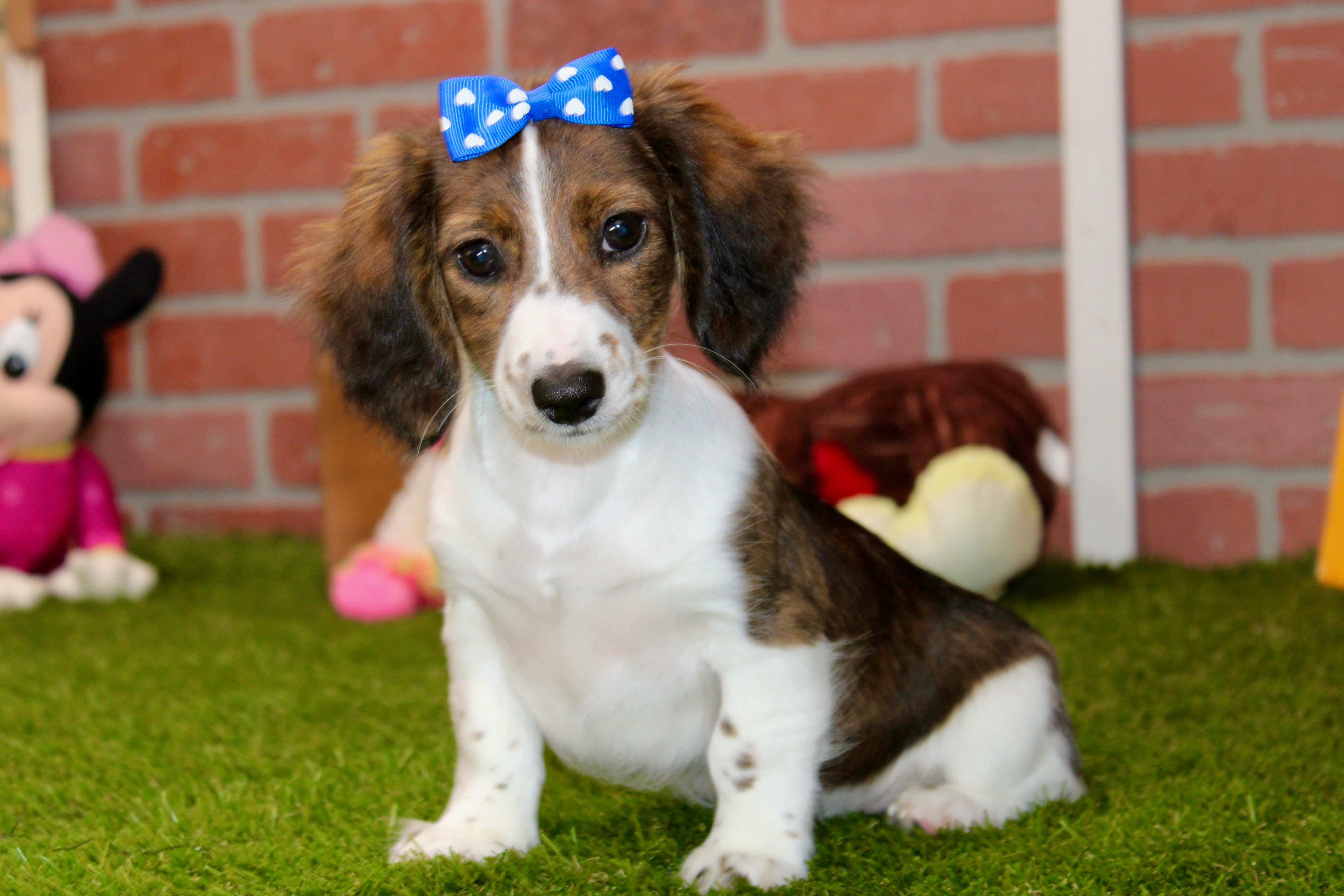 BRINDLE/WHITE FEMALE 007 – Miniature Dachshund puppy for sale in Pittsburg, KS