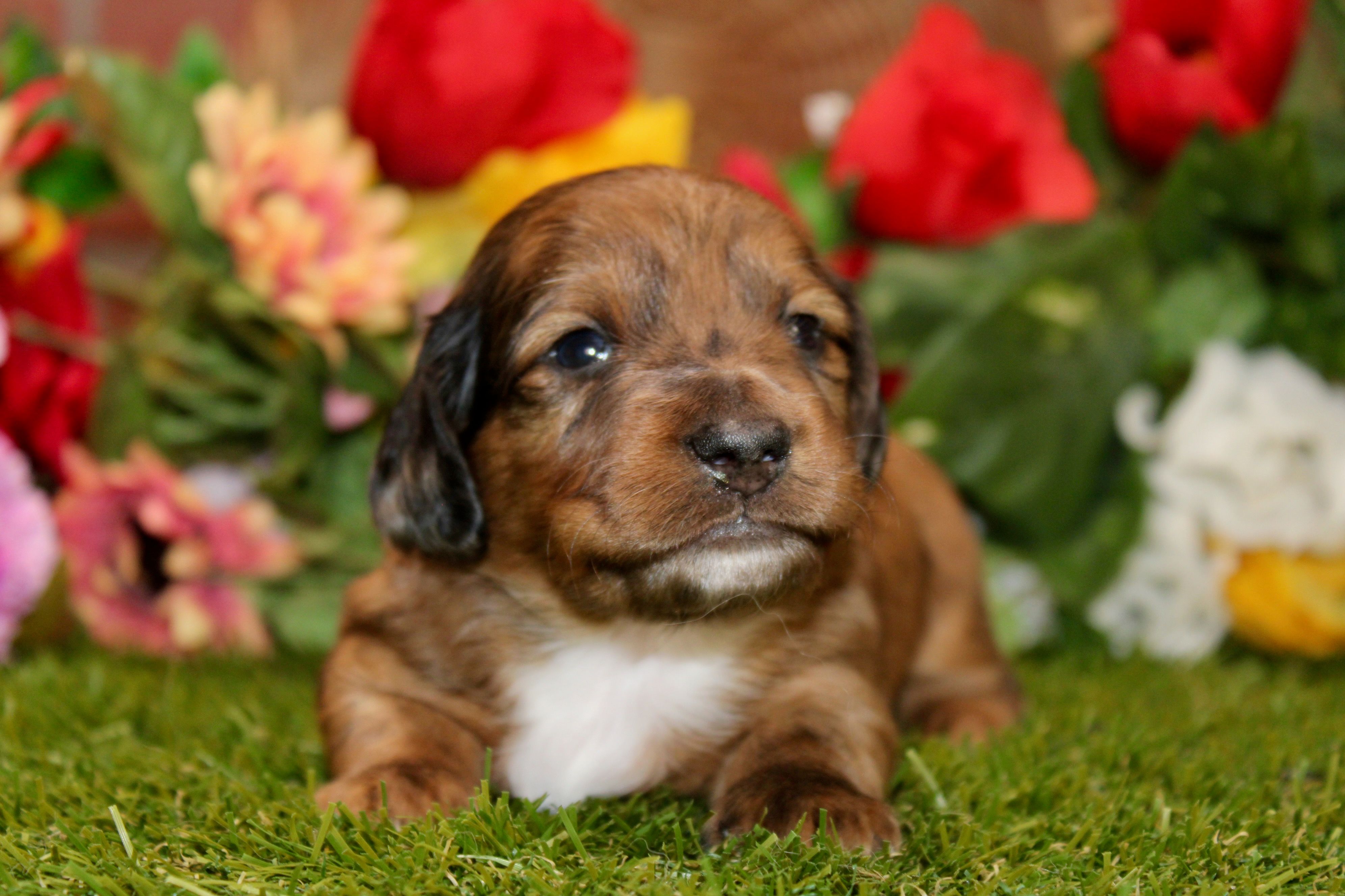 CHOCOLATE DAPPLE MALE 892 – Dachshund puppy for sale in Pittsburg, KS