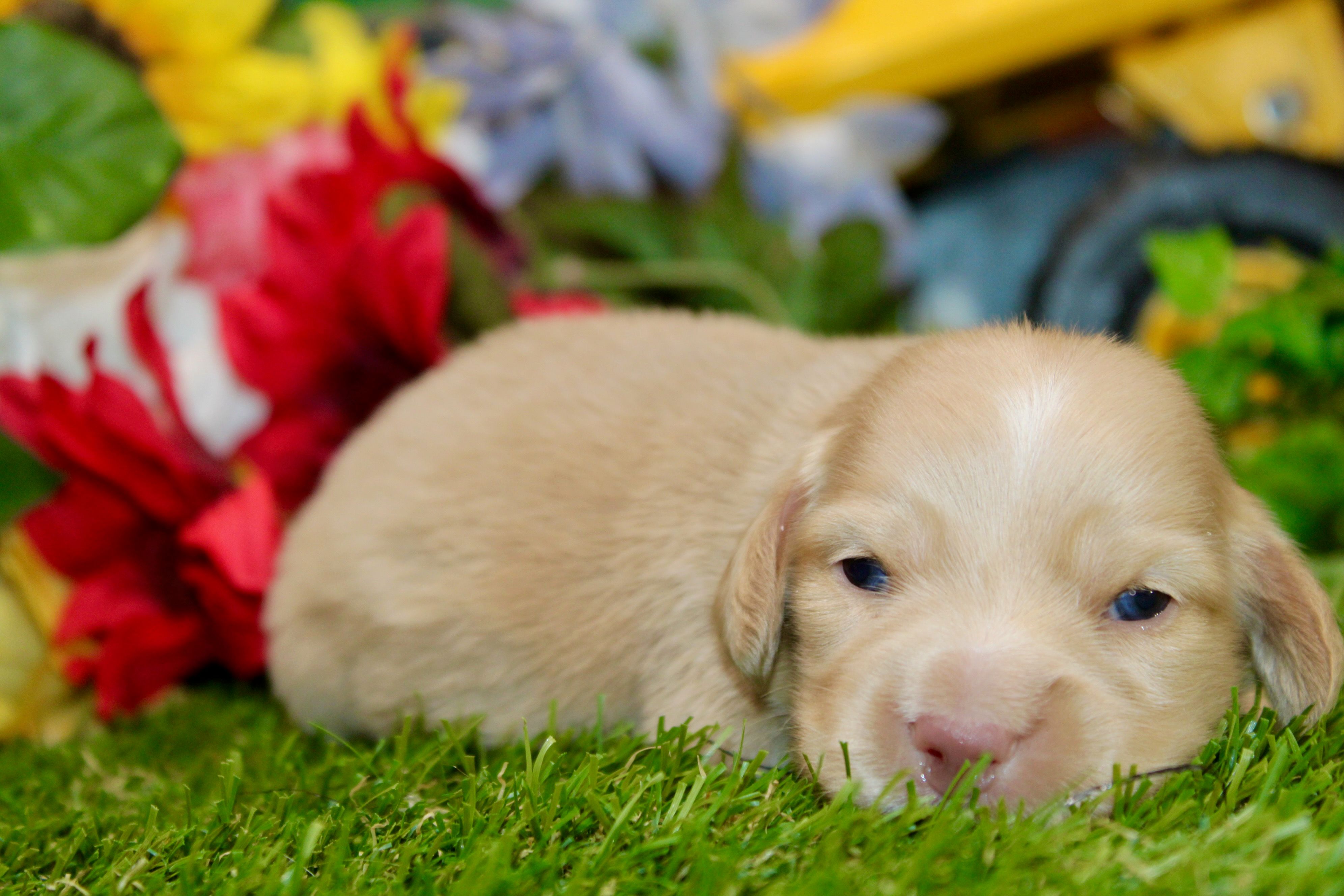 AKC CREAM MALE 011 – Dachshund puppy for sale in Pittsburg, KS