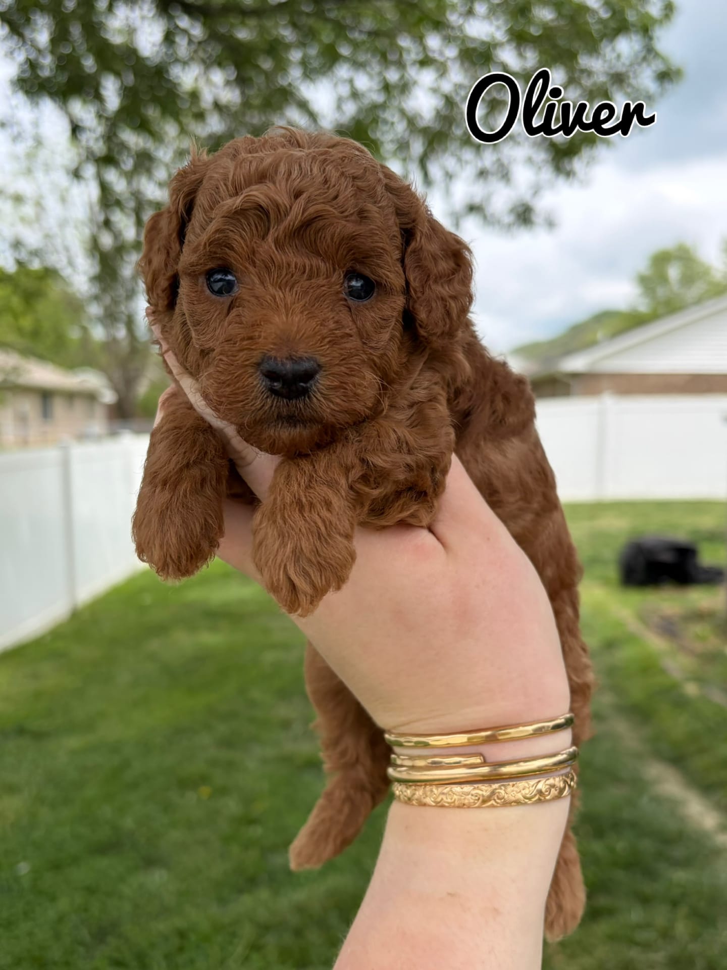 Oliver  – Poodle - Toy  puppy for sale in Morehead, KY