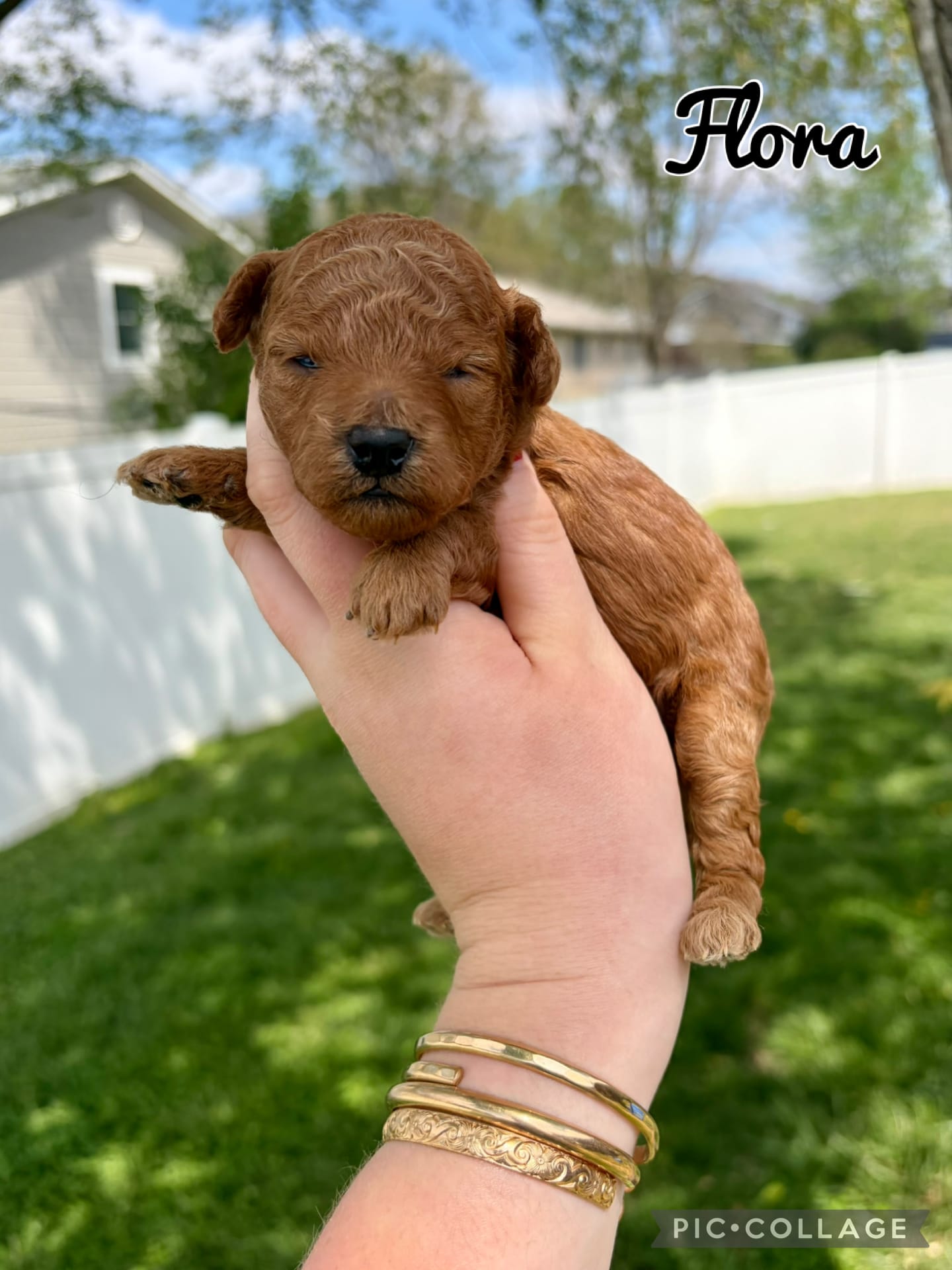 Flora – Poodle - Toy  puppy for sale in Morehead, KY