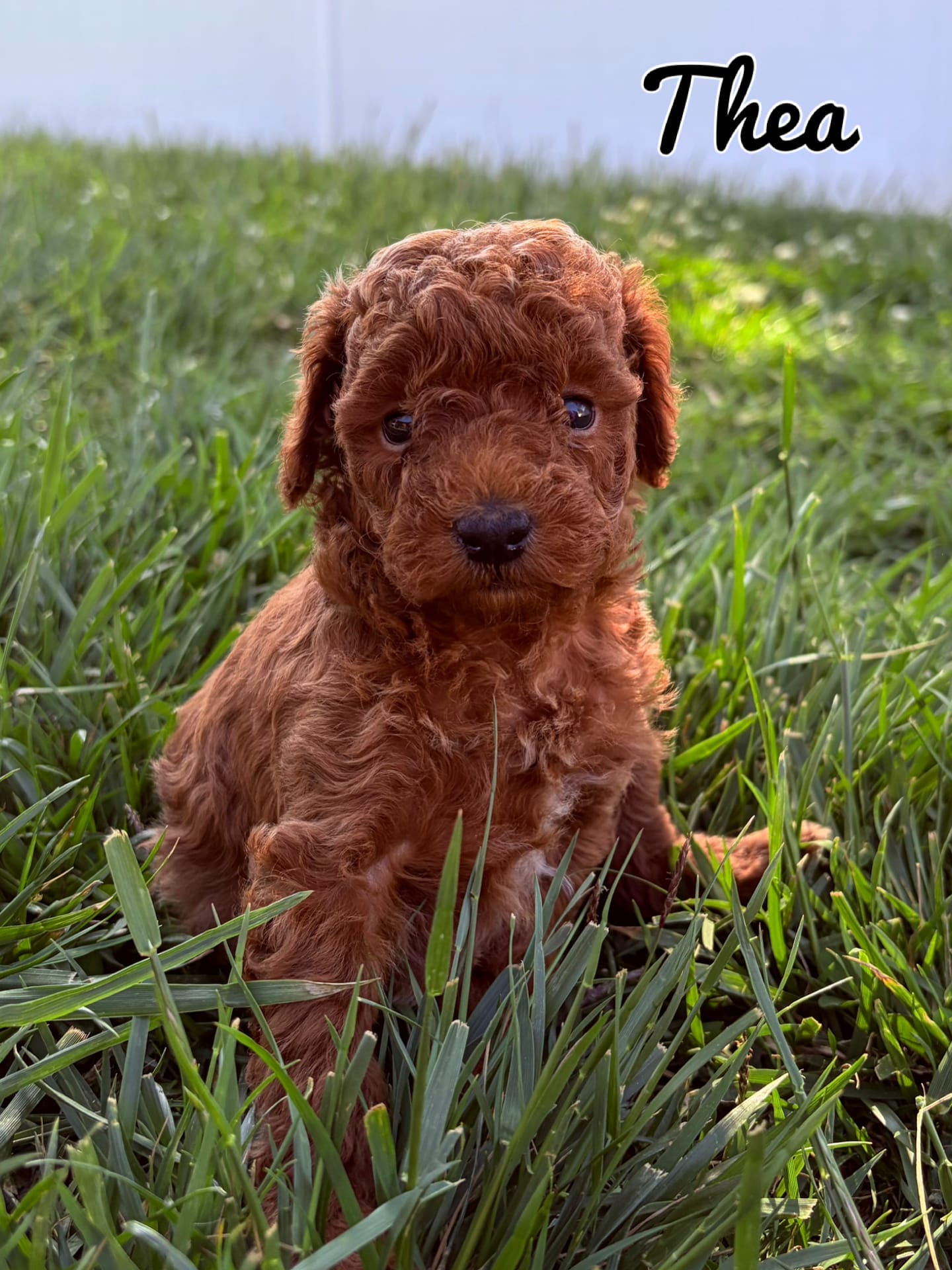 Thea – Poodle - Toy  puppy for sale in Morehead, KY