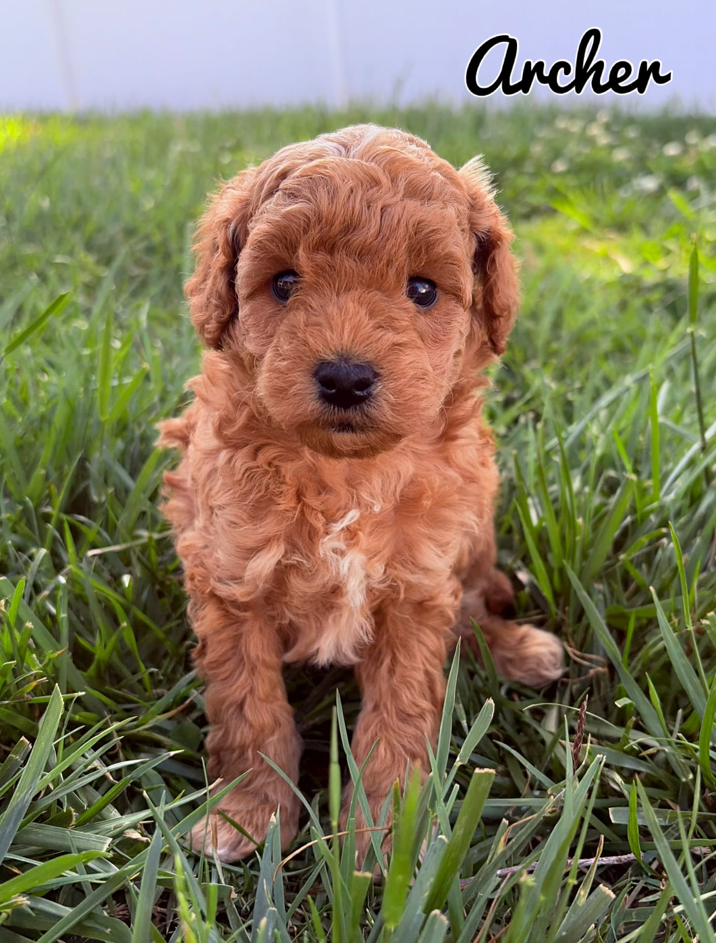 Archer – Poodle - Toy  puppy for sale in Morehead, KY