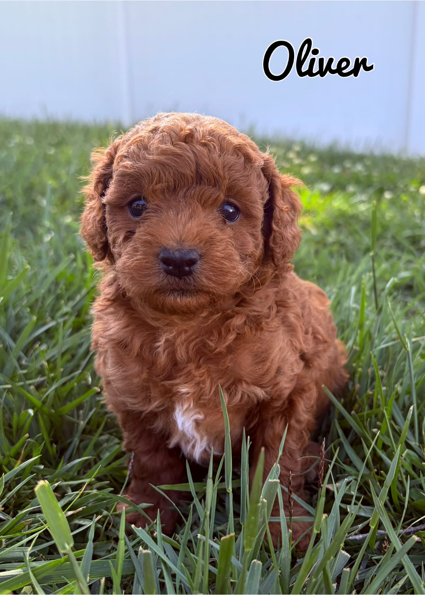 Oliver  – Poodle - Toy  puppy for sale in Morehead, KY