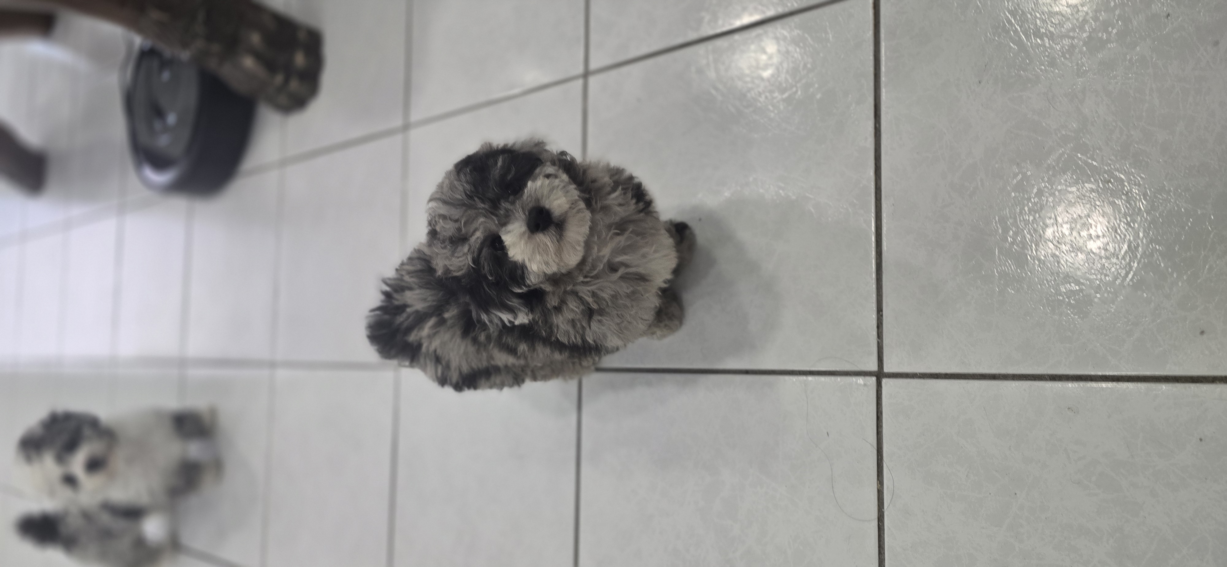 Max – Poodle - Toy  puppy for sale in Miami, FL