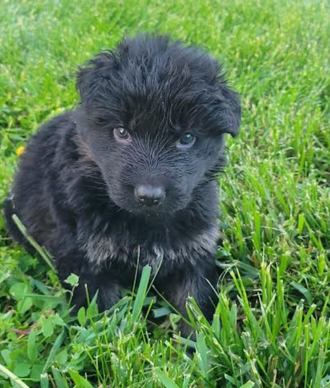 Male GSD Longhair Black/Red Puppy – German Shepherd Dog puppy for sale in Ostrander, OH