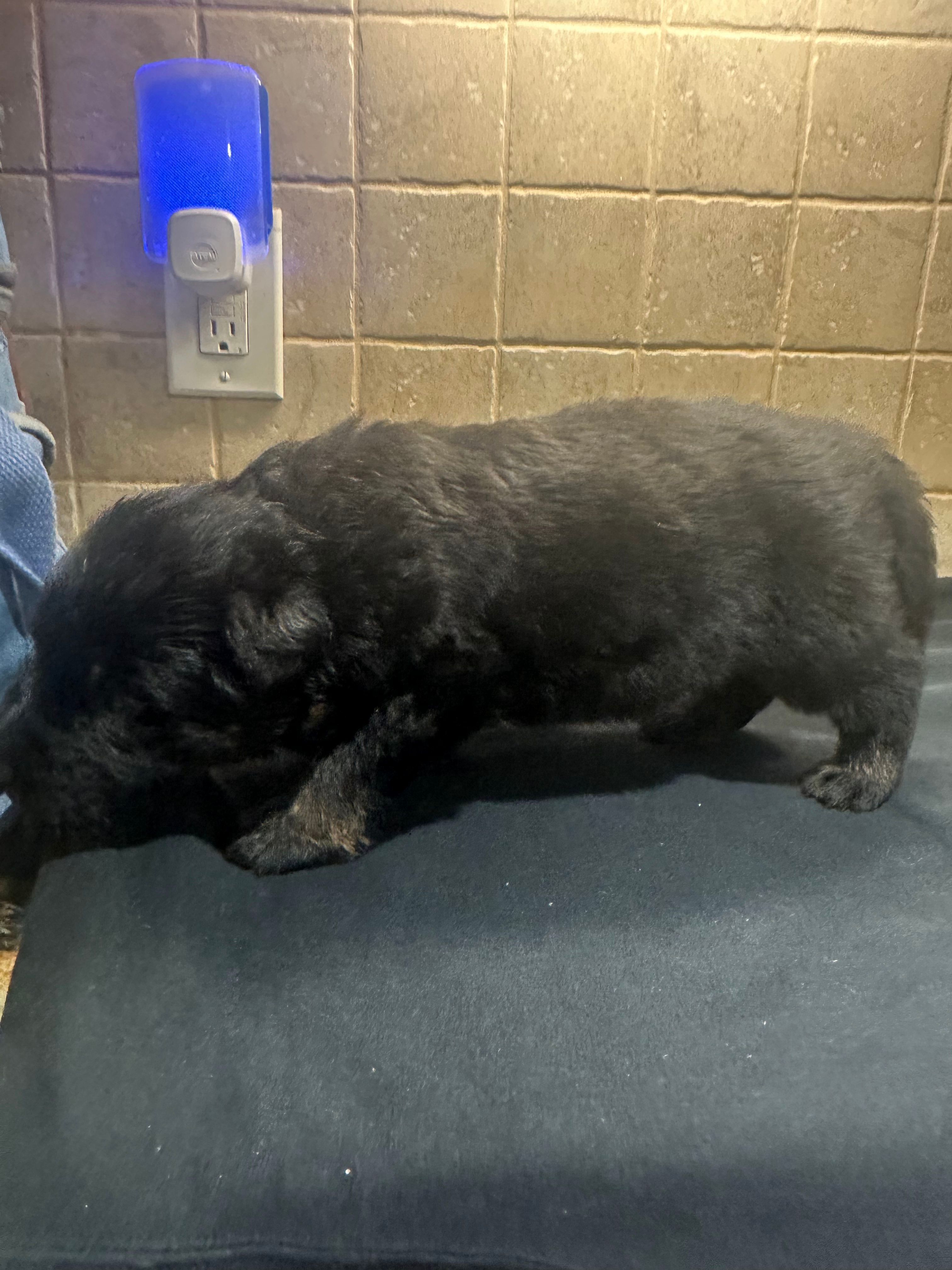 Male GSD Longhair Black/Red Puppy – German Shepherd Dog puppy for sale in Ostrander, OH