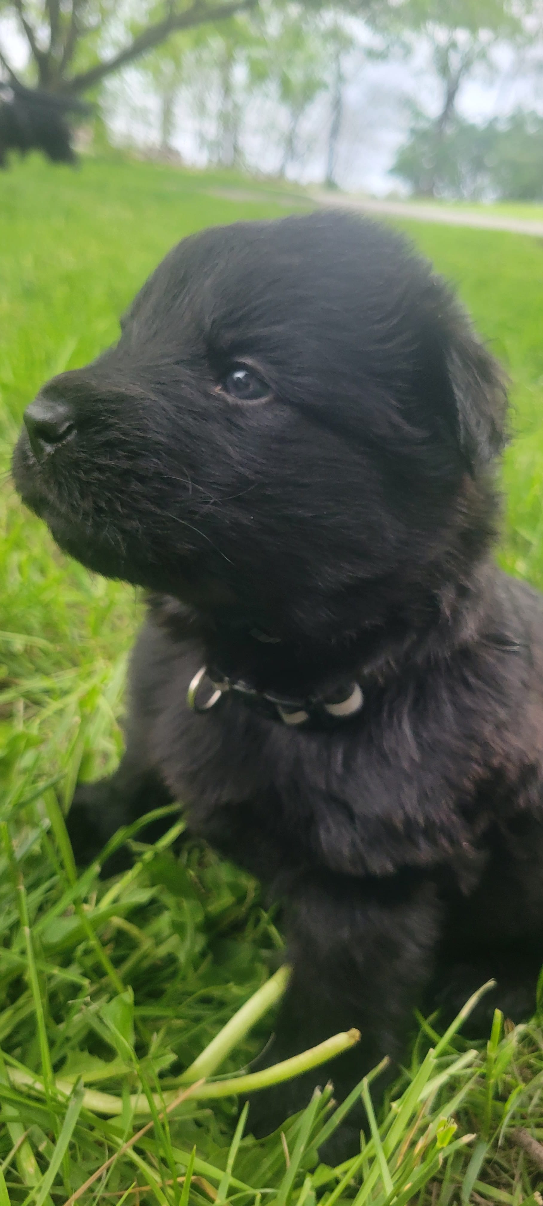 Male GSD Longhair All Black Puppy – German Shepherd Dog puppy for sale in Ostrander, OH