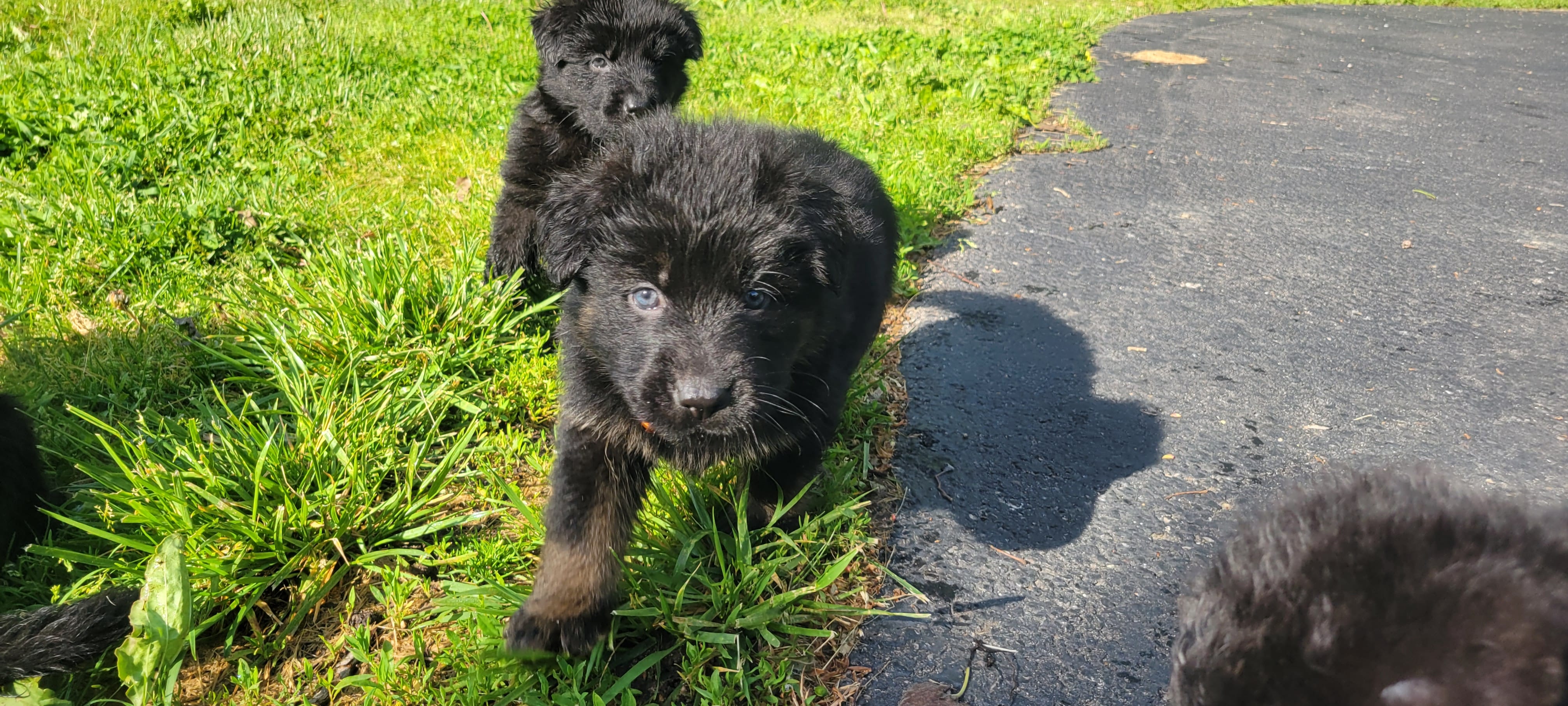 Male GSD Longhair Black/Red Puppy – German Shepherd Dog puppy for sale in Ostrander, OH