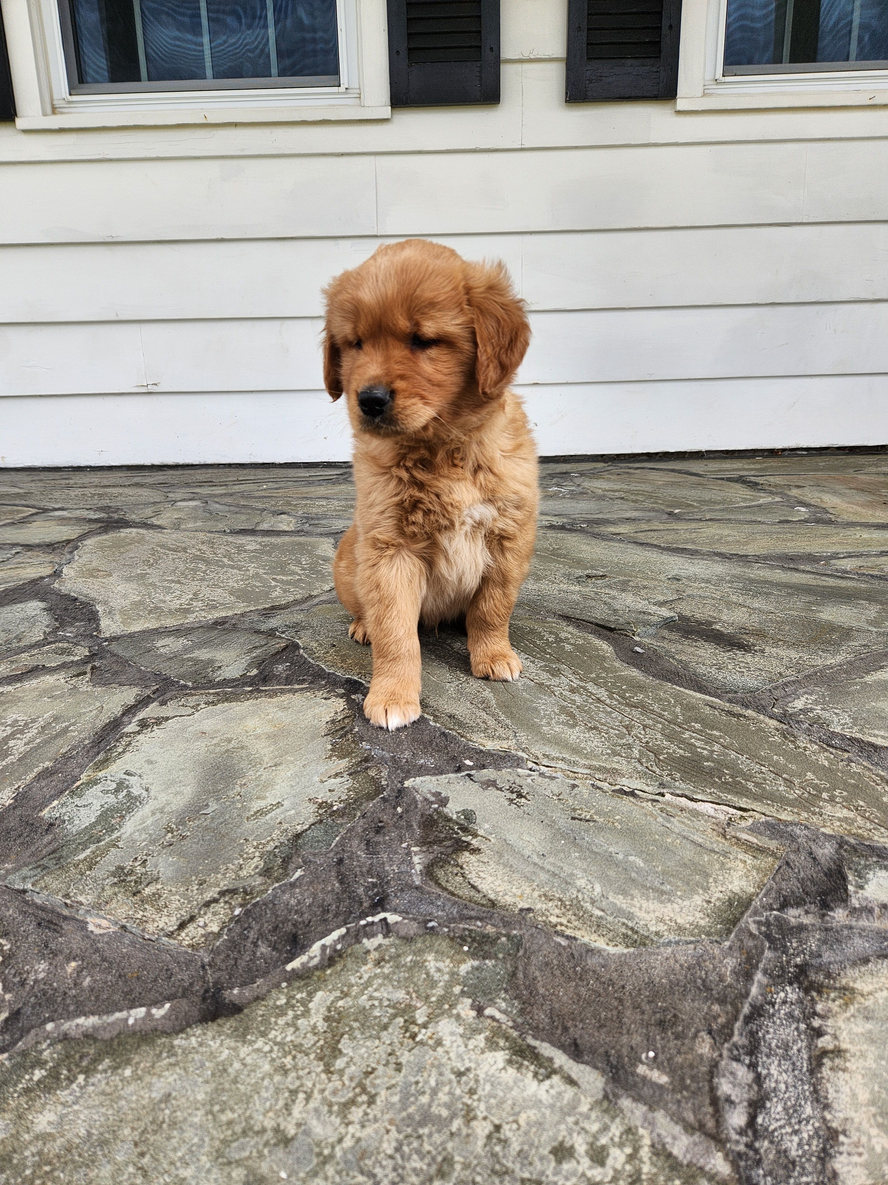 Teddy – Golden Retriever puppy for sale in Canandaigua, NY