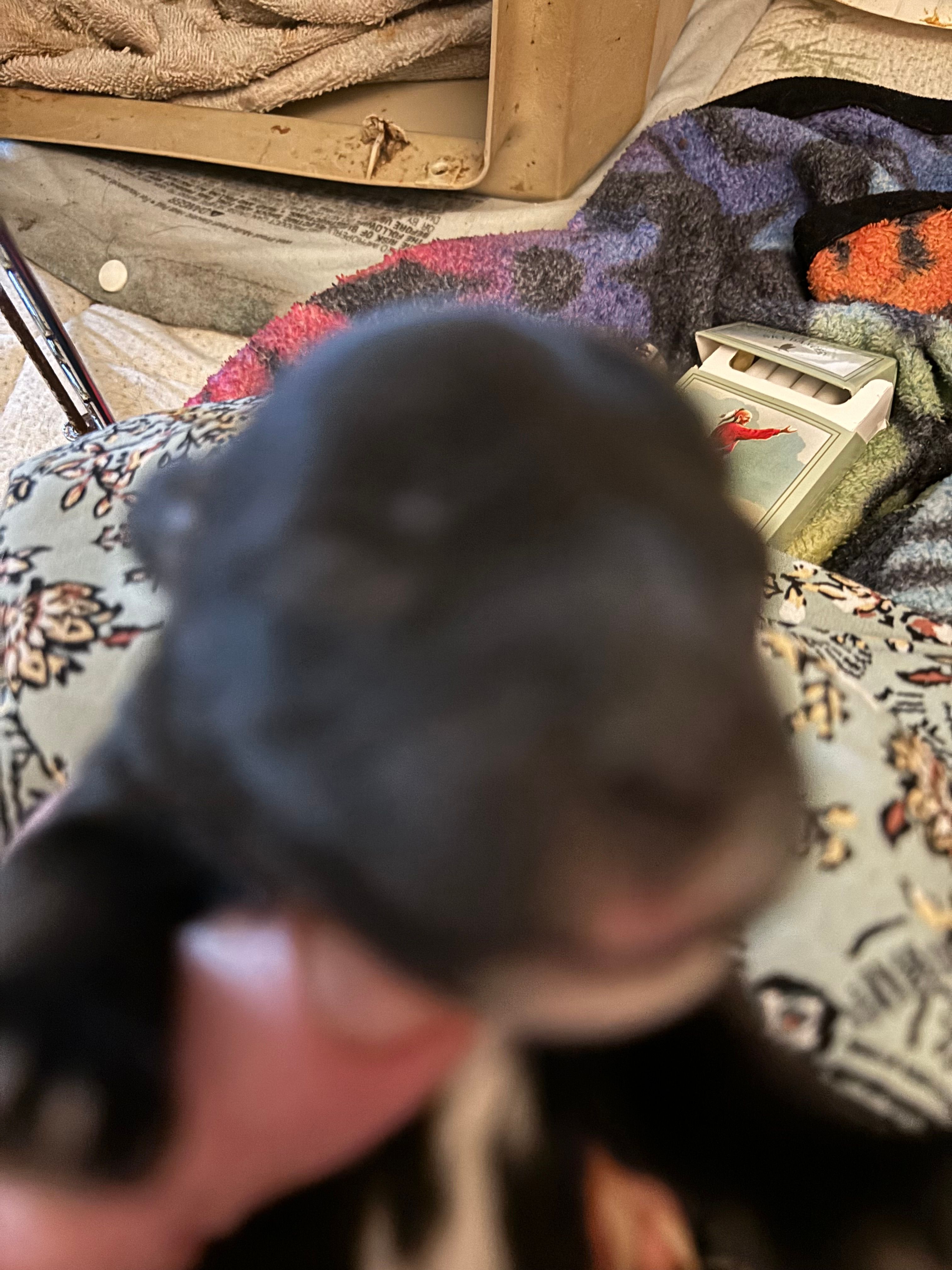 Sarah – Yorkipoo puppy for sale in Grand Junction, IA