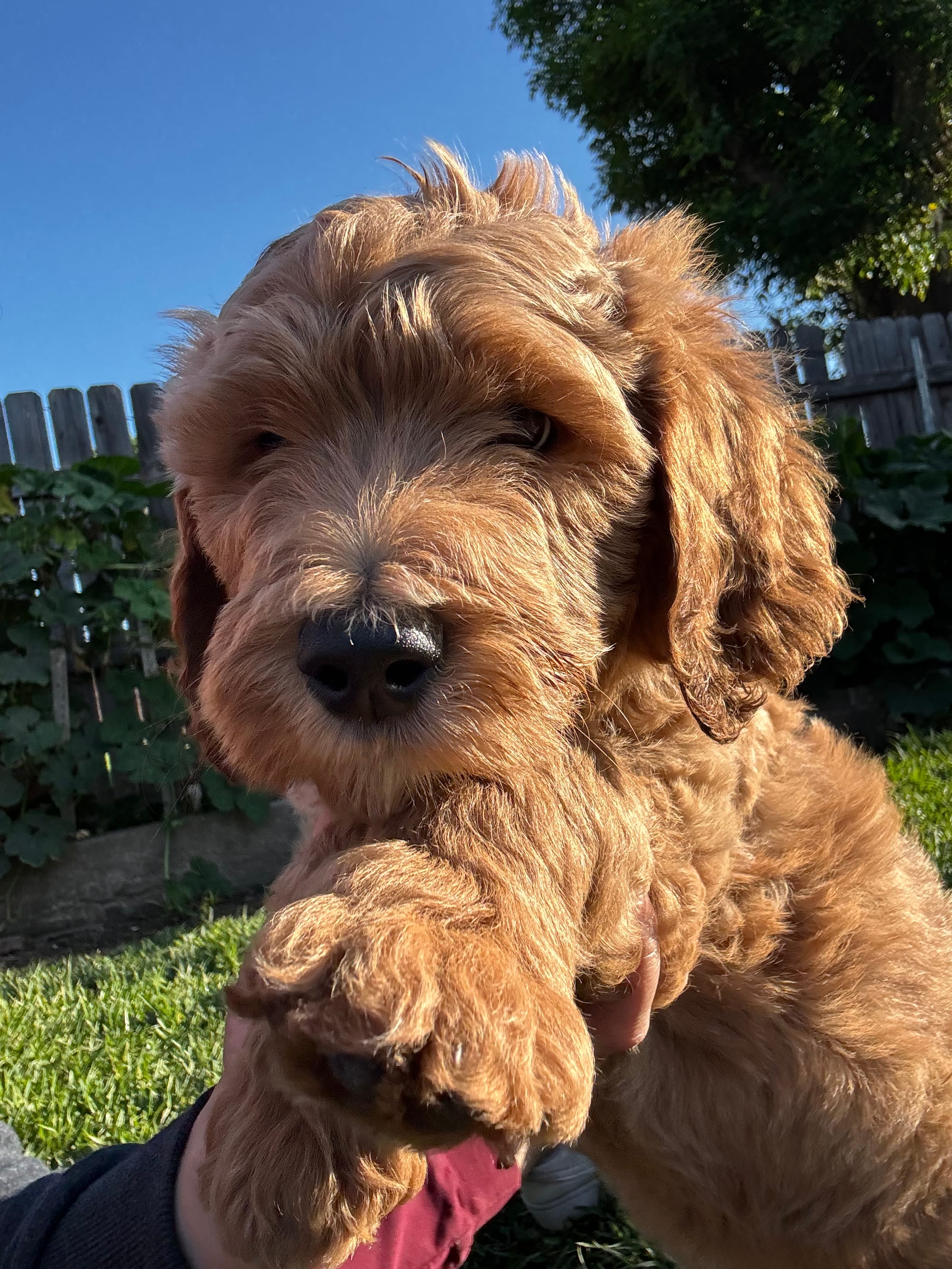 Stormi  – Goldendoodle puppy for sale in Grand Terrace, CA