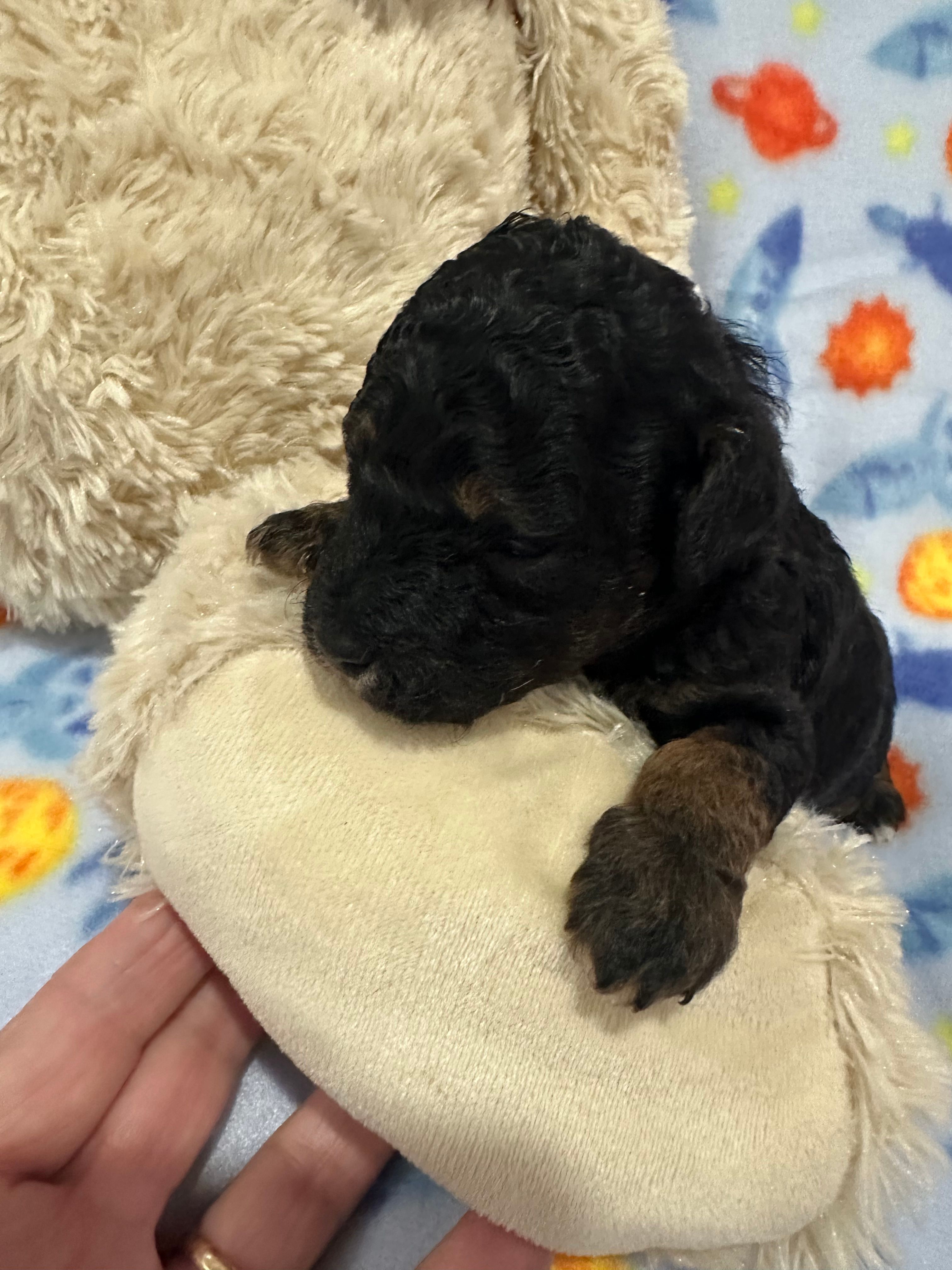 Socks – Poodle - Miniature  puppy for sale in Sacramento, CA