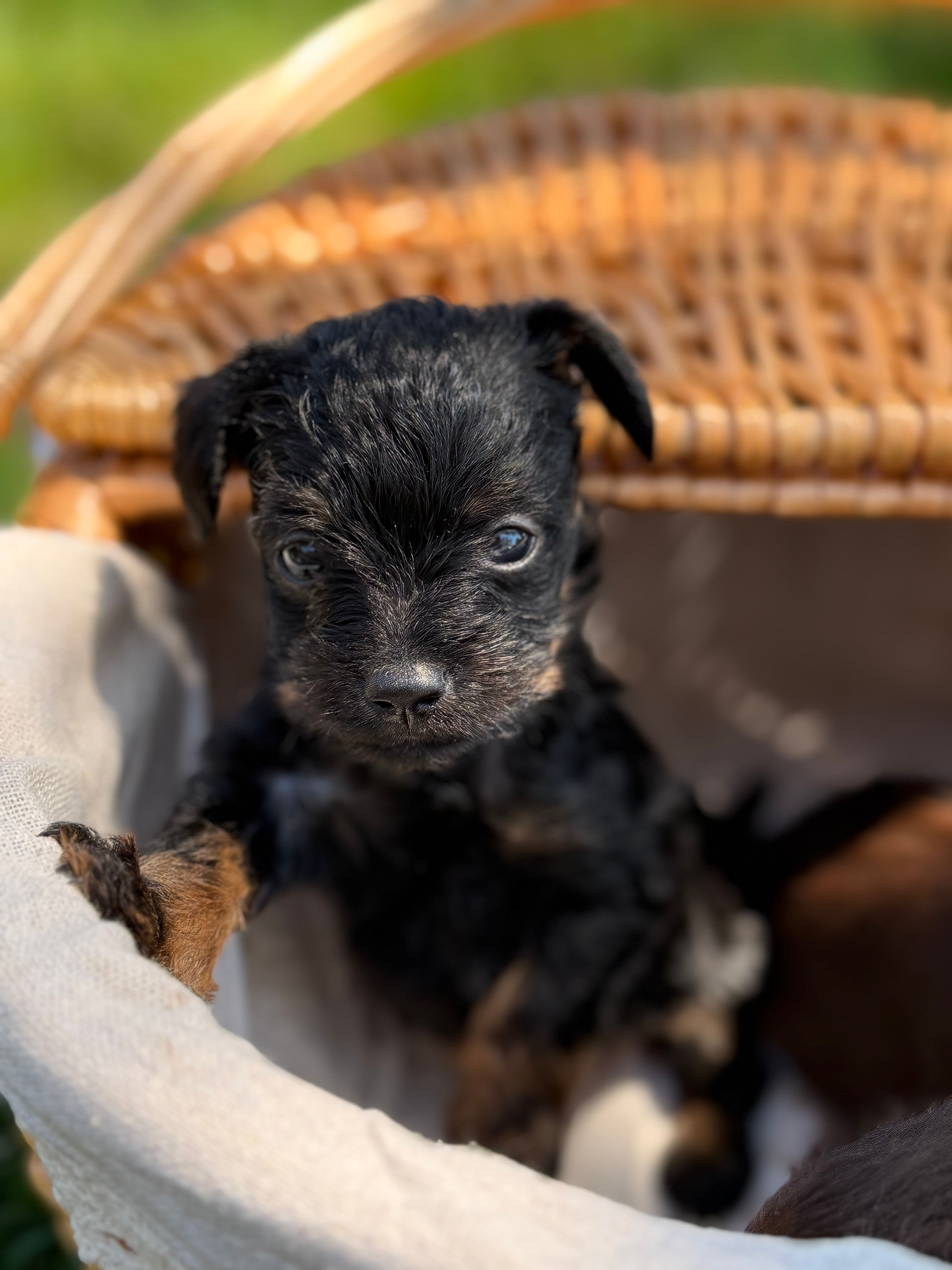 Leo – Miniature Pinscher, Yorkshire Terrier puppy for sale in Sacramento, CA