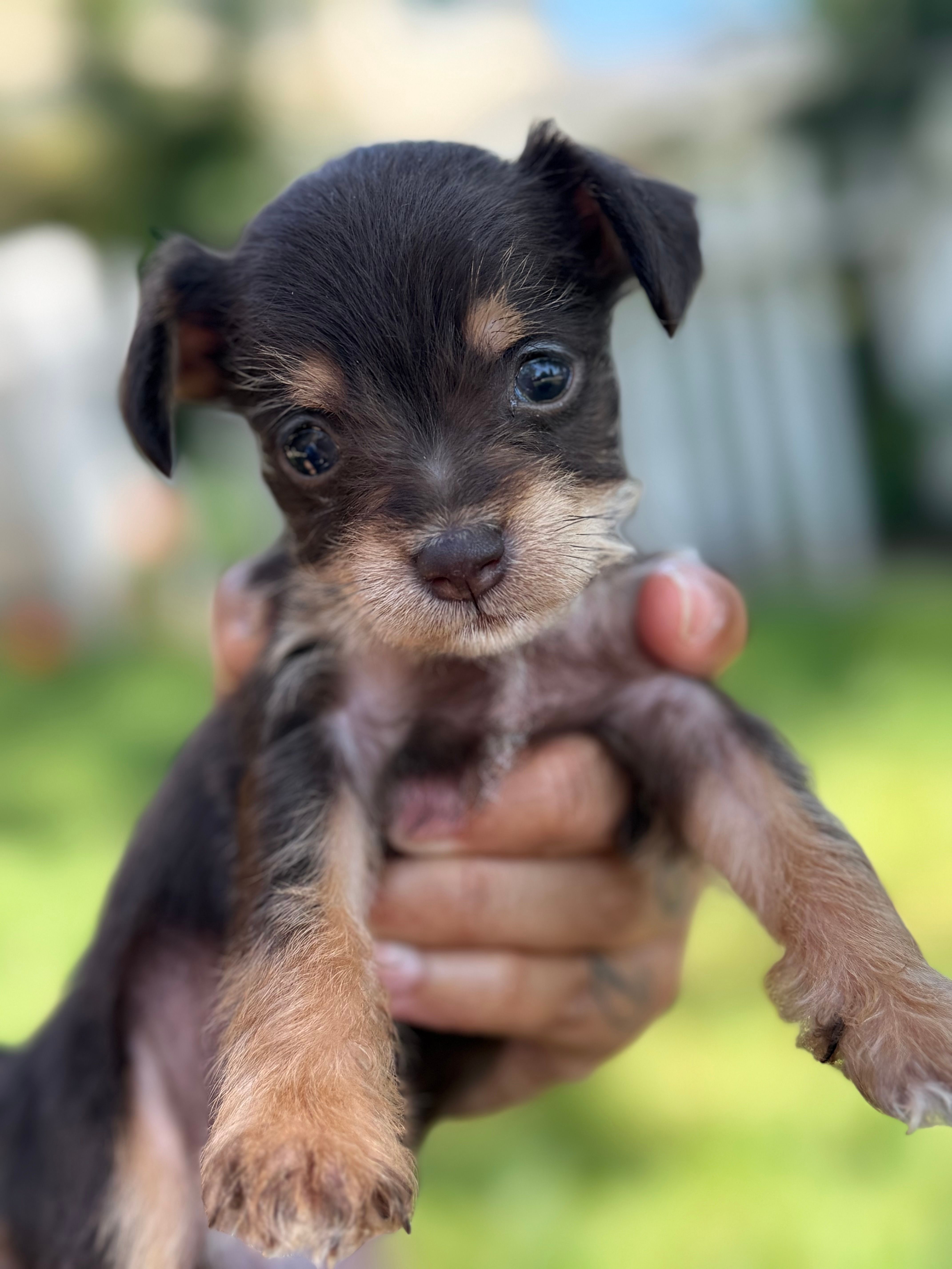 Leela – Miniature Pinscher, Yorkshire Terrier puppy for sale in Sacramento, CA