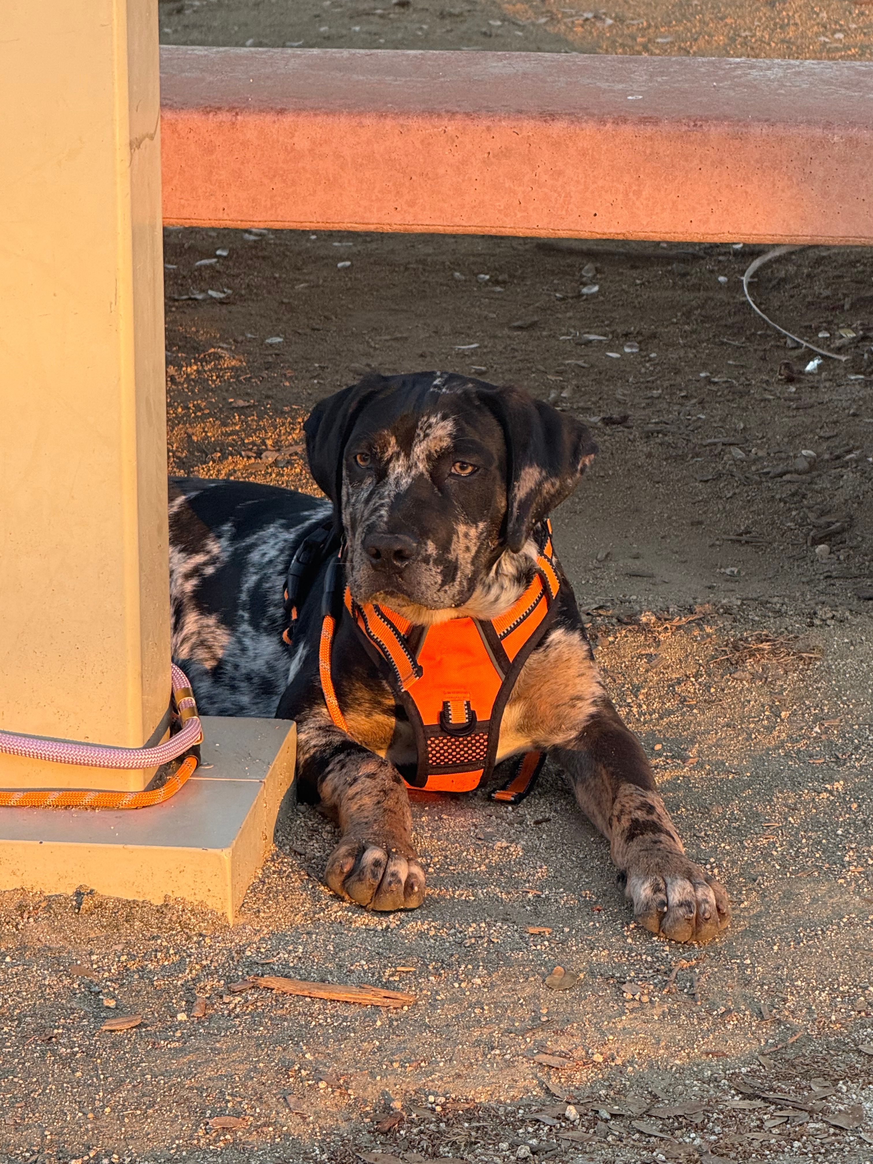 Kingston – Cane Corso puppy for sale in Sacramento, CA