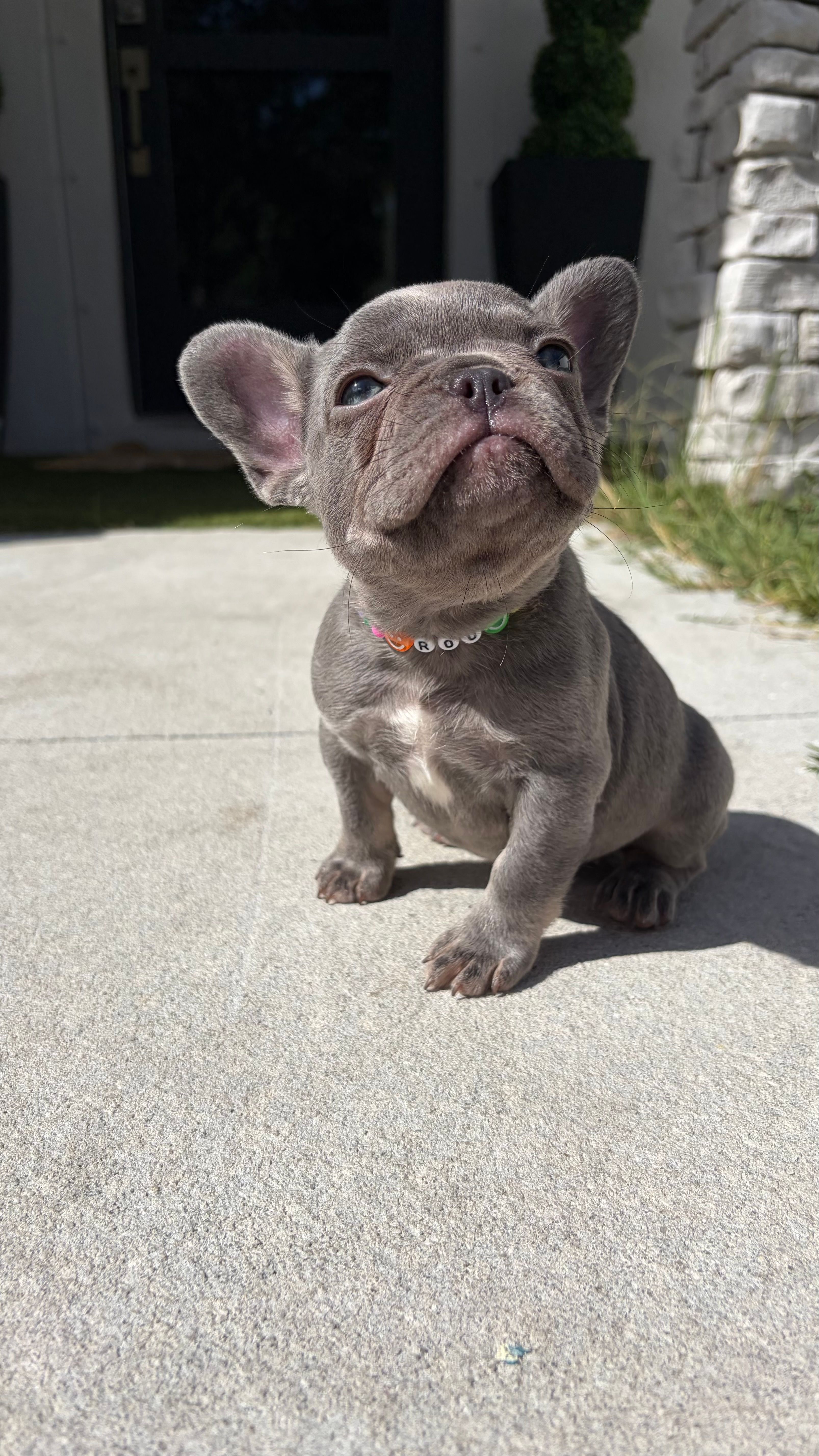 Roulette  – French Bulldog puppy for sale in Melbourne, FL