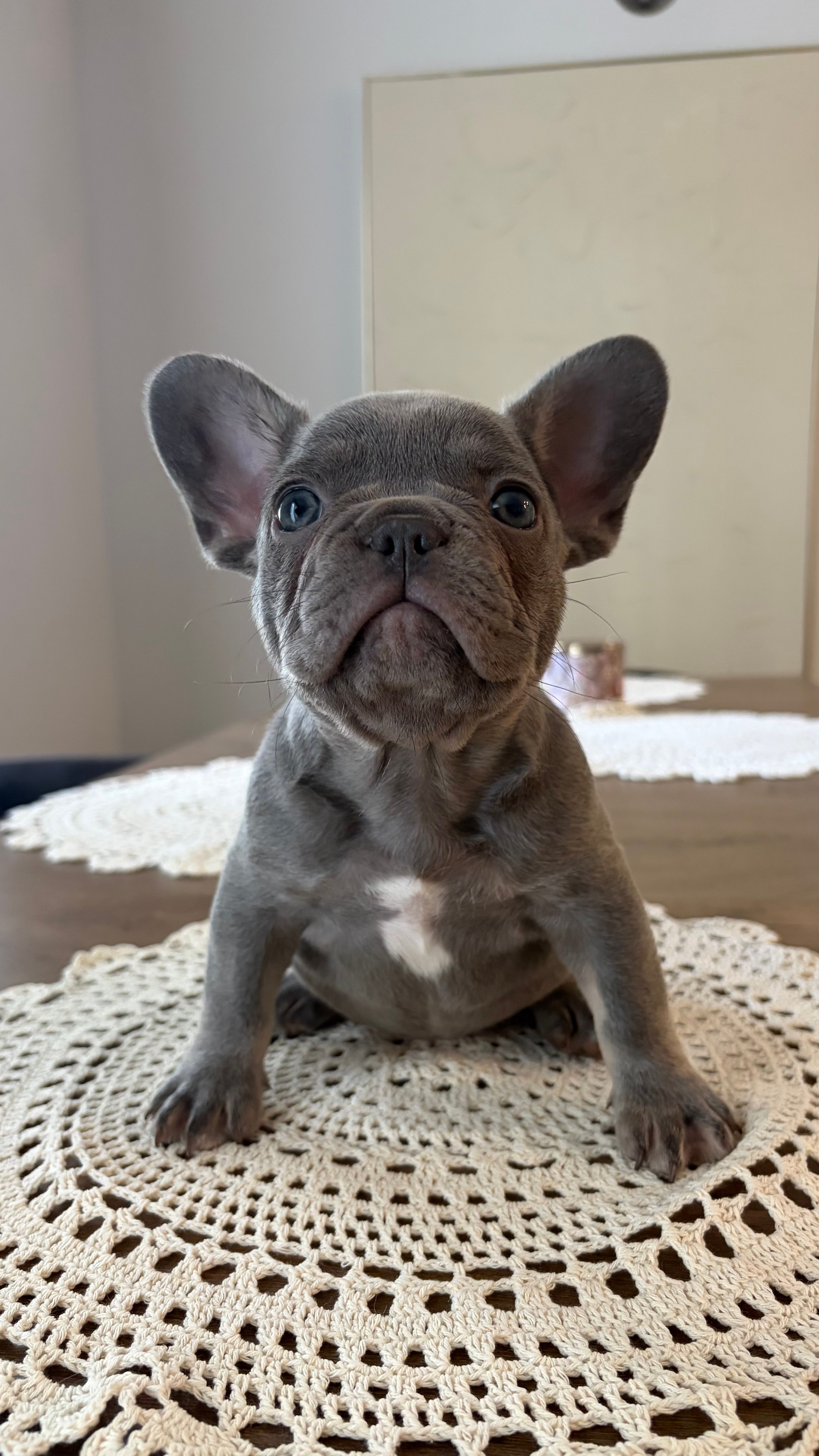 Rou – French Bulldog puppy for sale in Melbourne, FL