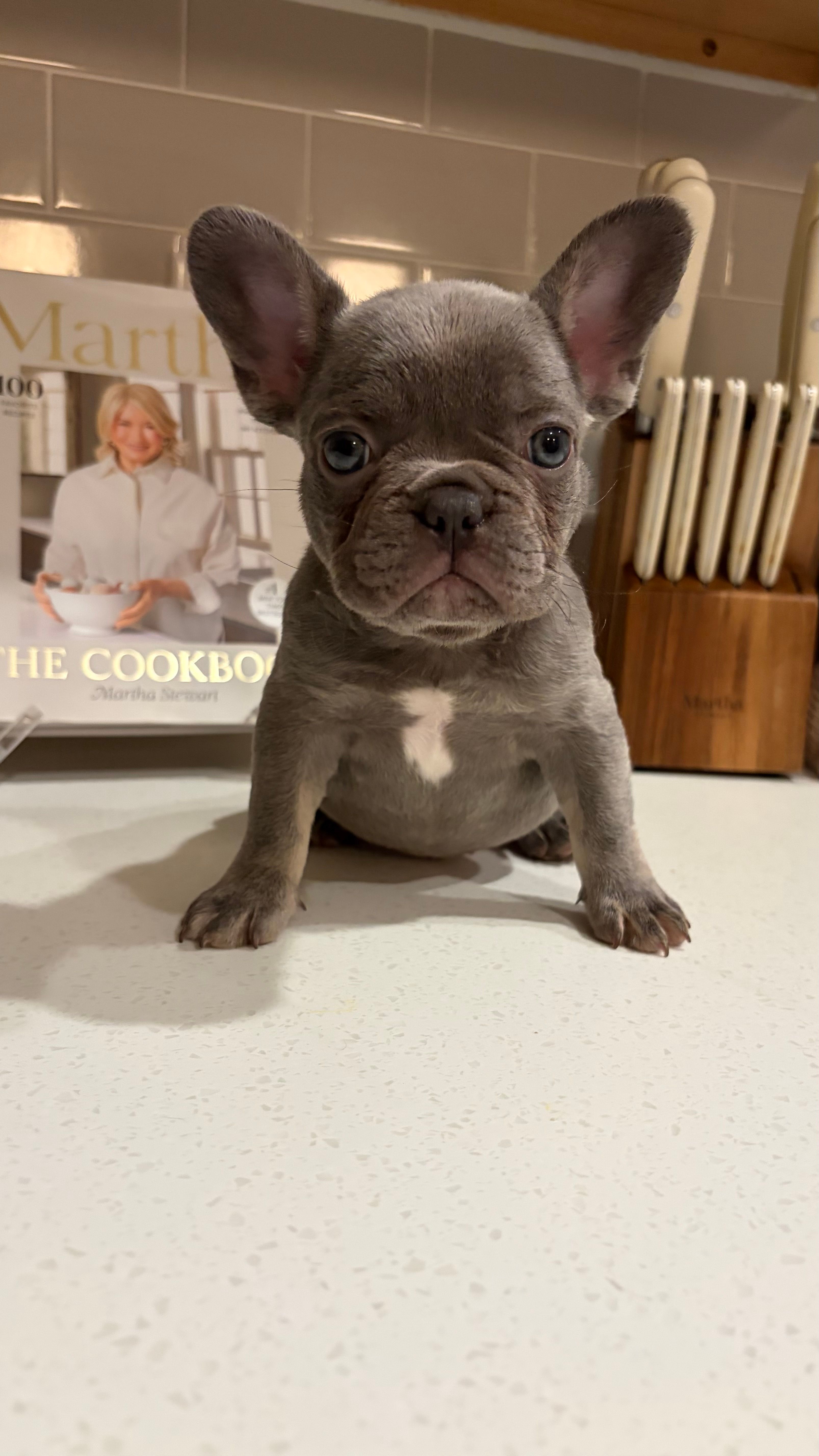 Roulette  – French Bulldog puppy for sale in Melbourne, FL