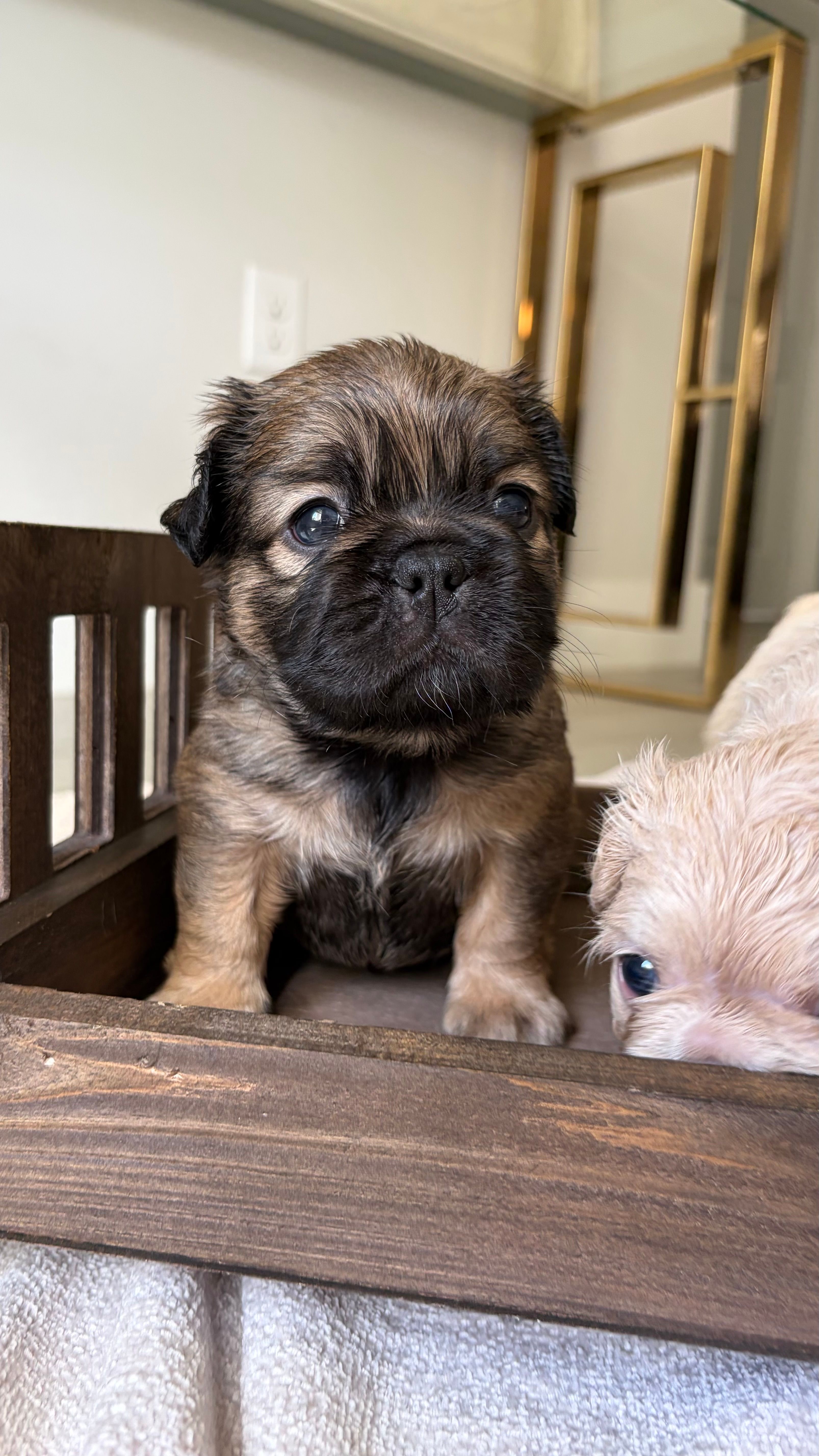 Beast – French Bulldog puppy for sale in Melbourne, FL