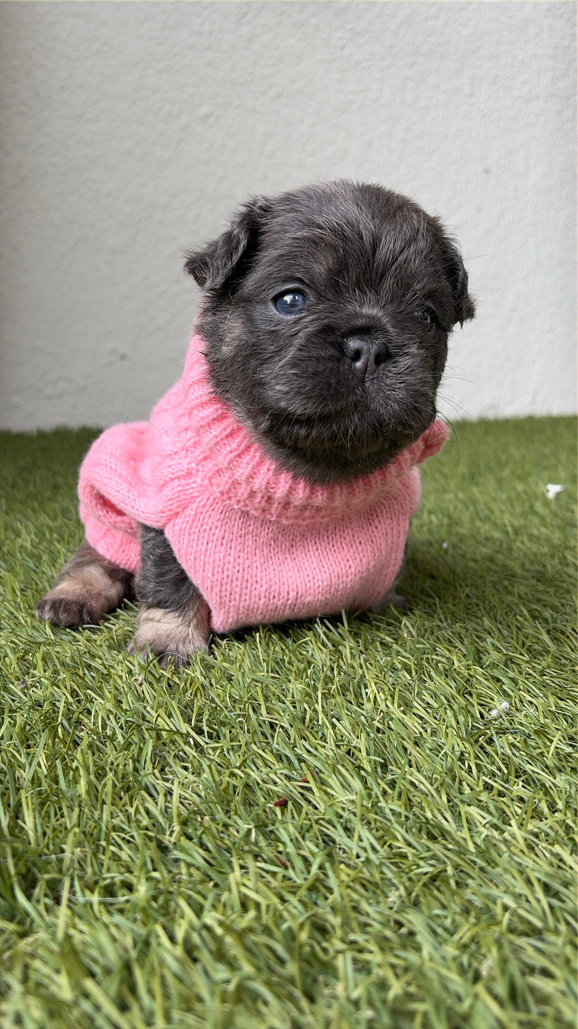 Aurora – French Bulldog puppy for sale in Melbourne, FL