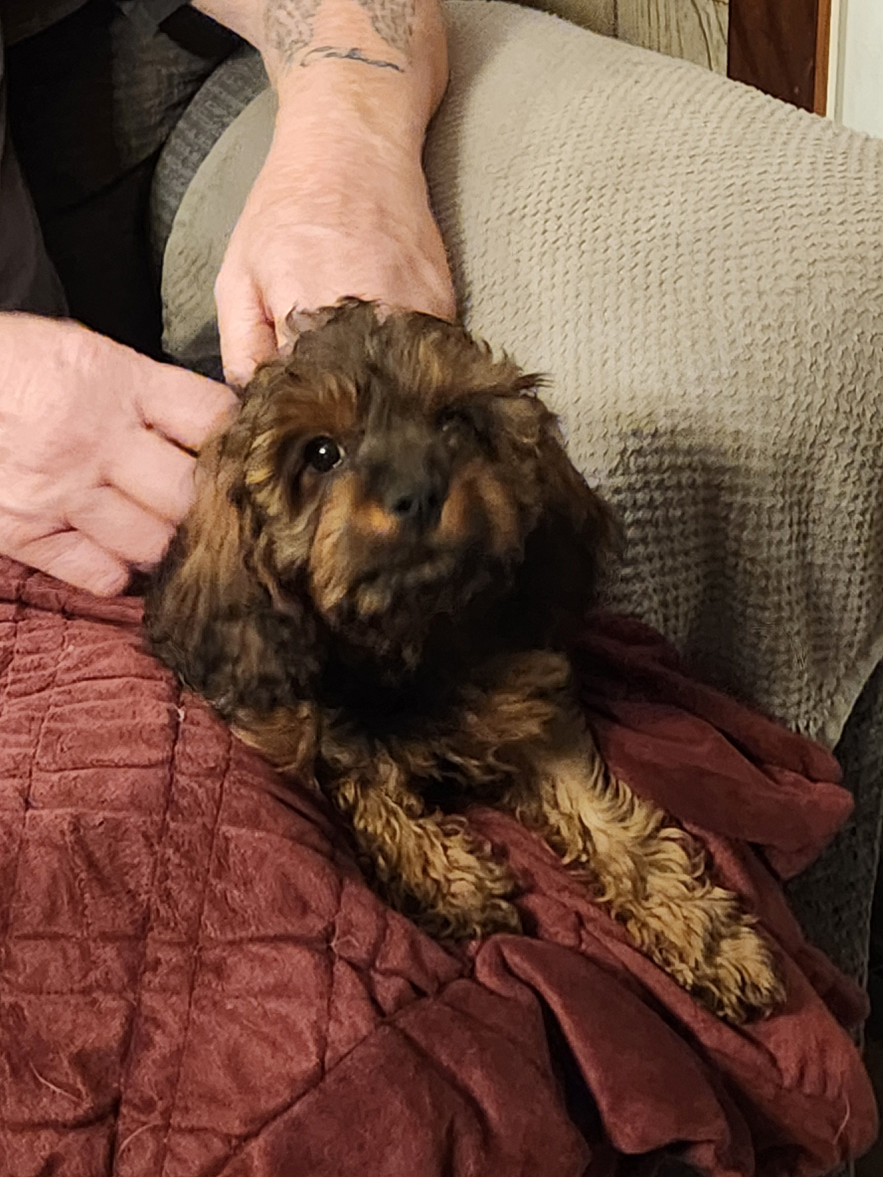 Benson  – Cavapoo puppy for sale in Croswell, MI