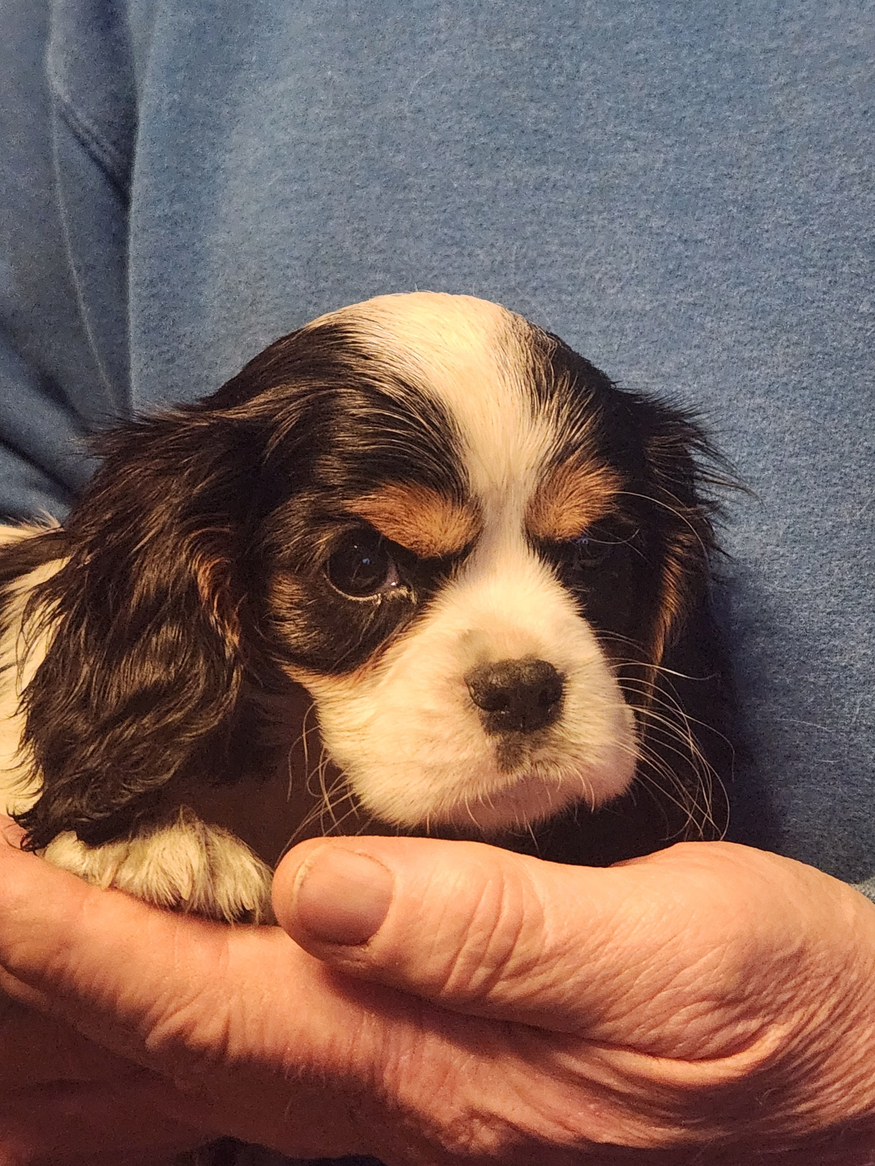 Finn – Cavalier King Charles Spaniel puppy for sale in Croswell, MI