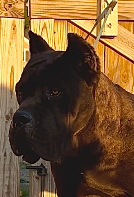 Blue – Cane Corso puppy for sale in Fayetteville, NC