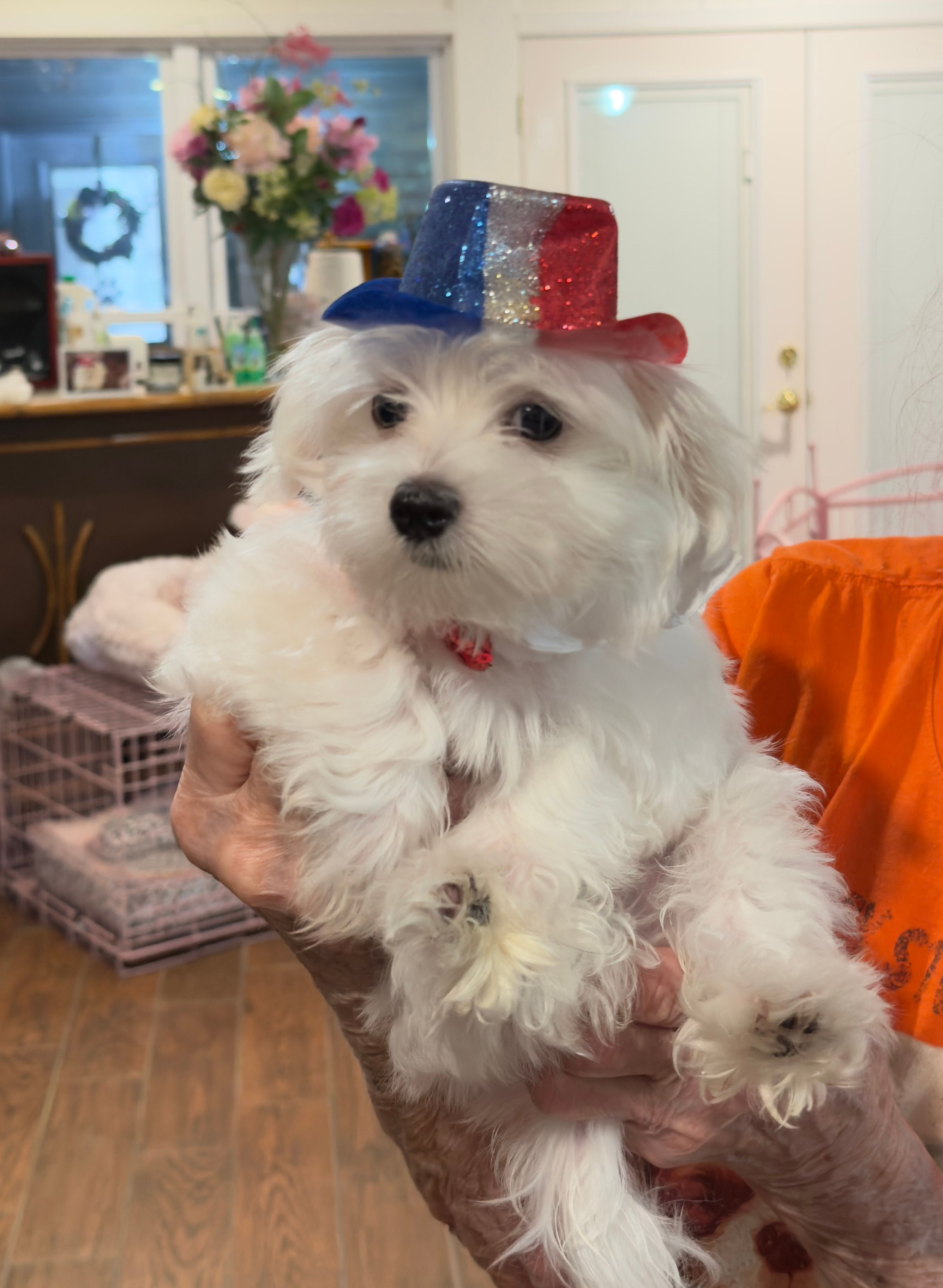 Male – Maltese puppy for sale in Daytona Beach Shores, FL