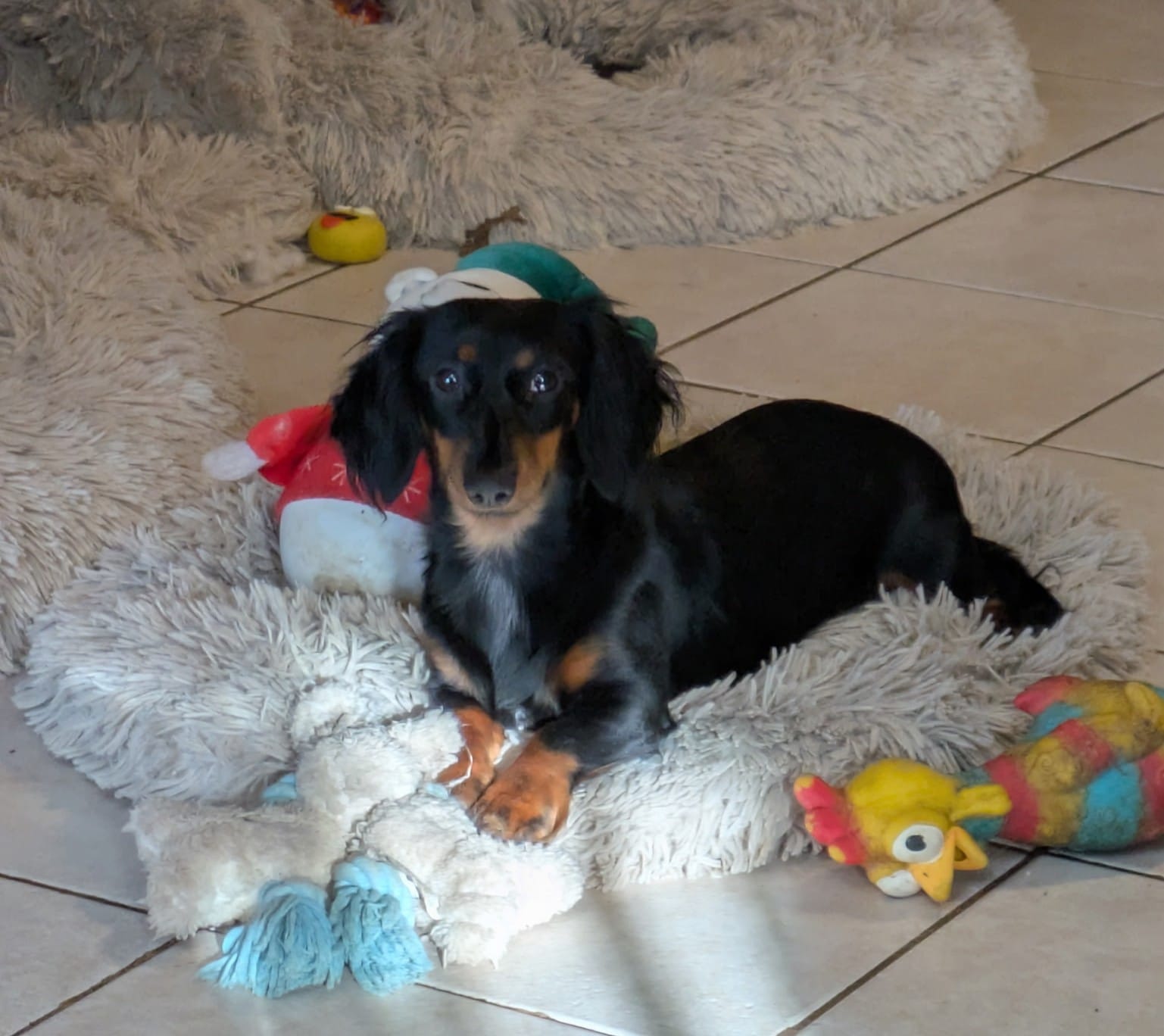 Gretchen – Miniature Dachshund puppy for sale in Mercer, PA