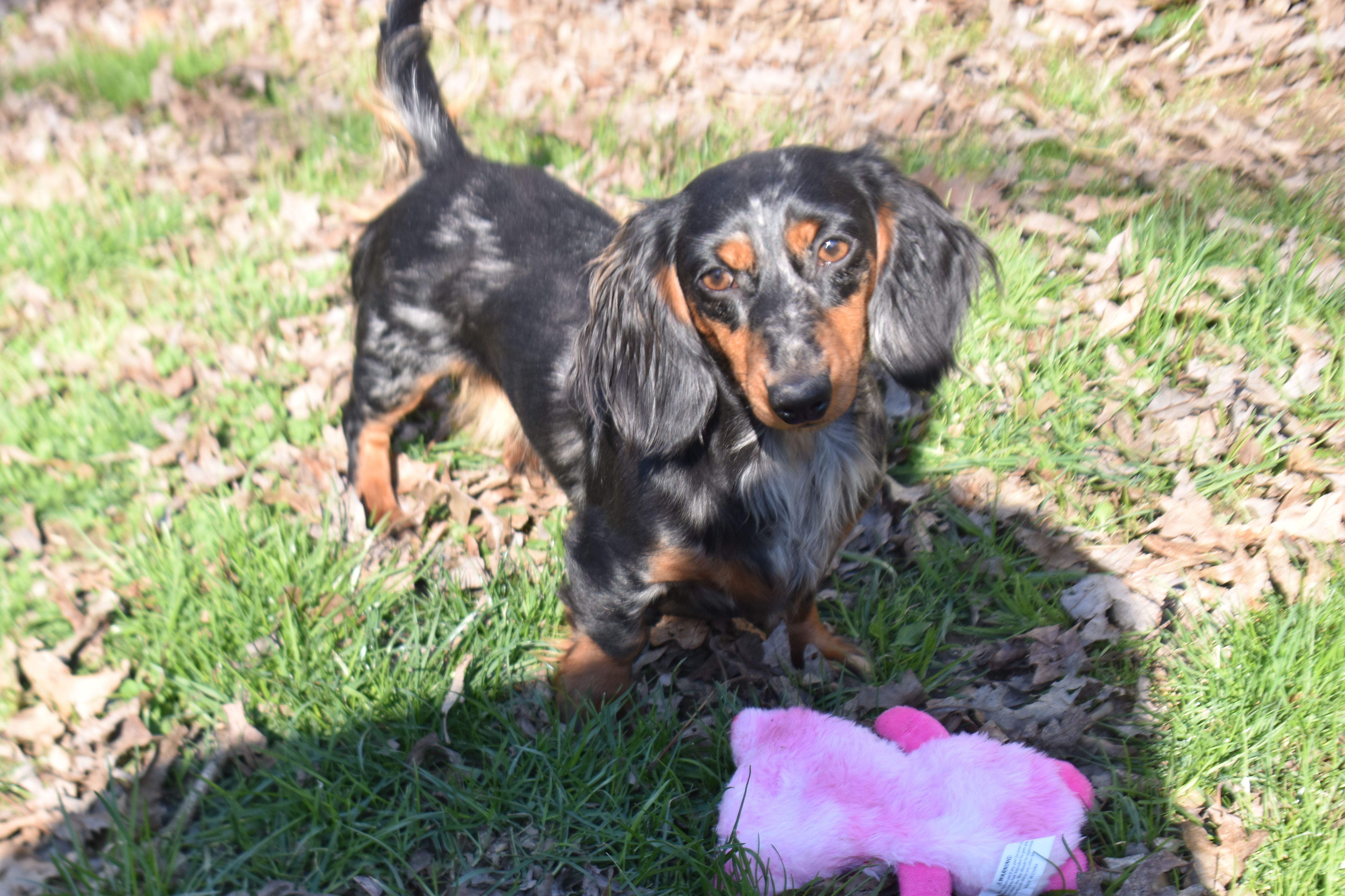 Pebbles – Miniature Dachshund puppy for sale in Mercer, PA