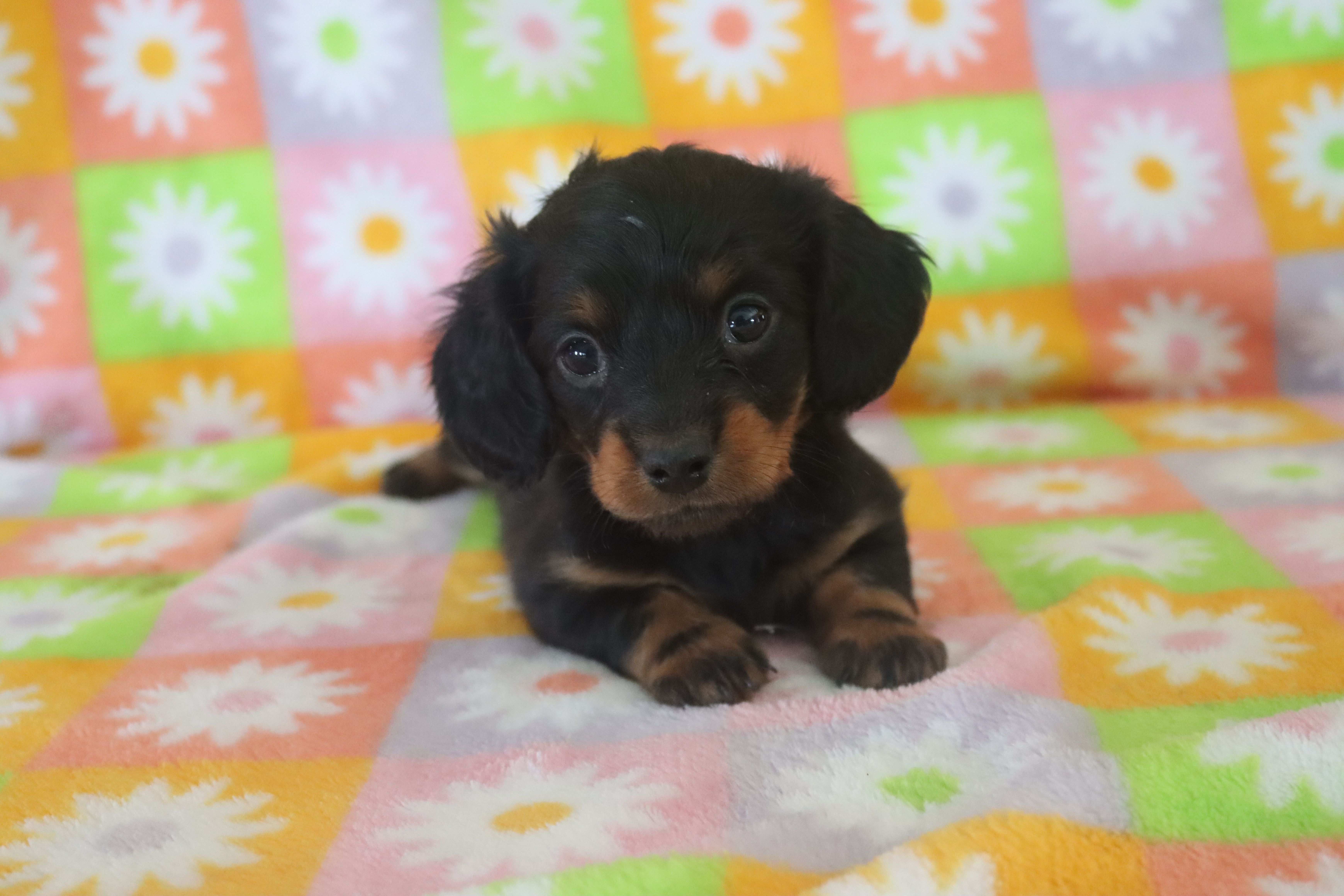 hallie – Miniature Dachshund puppy for sale in Topeka, IN