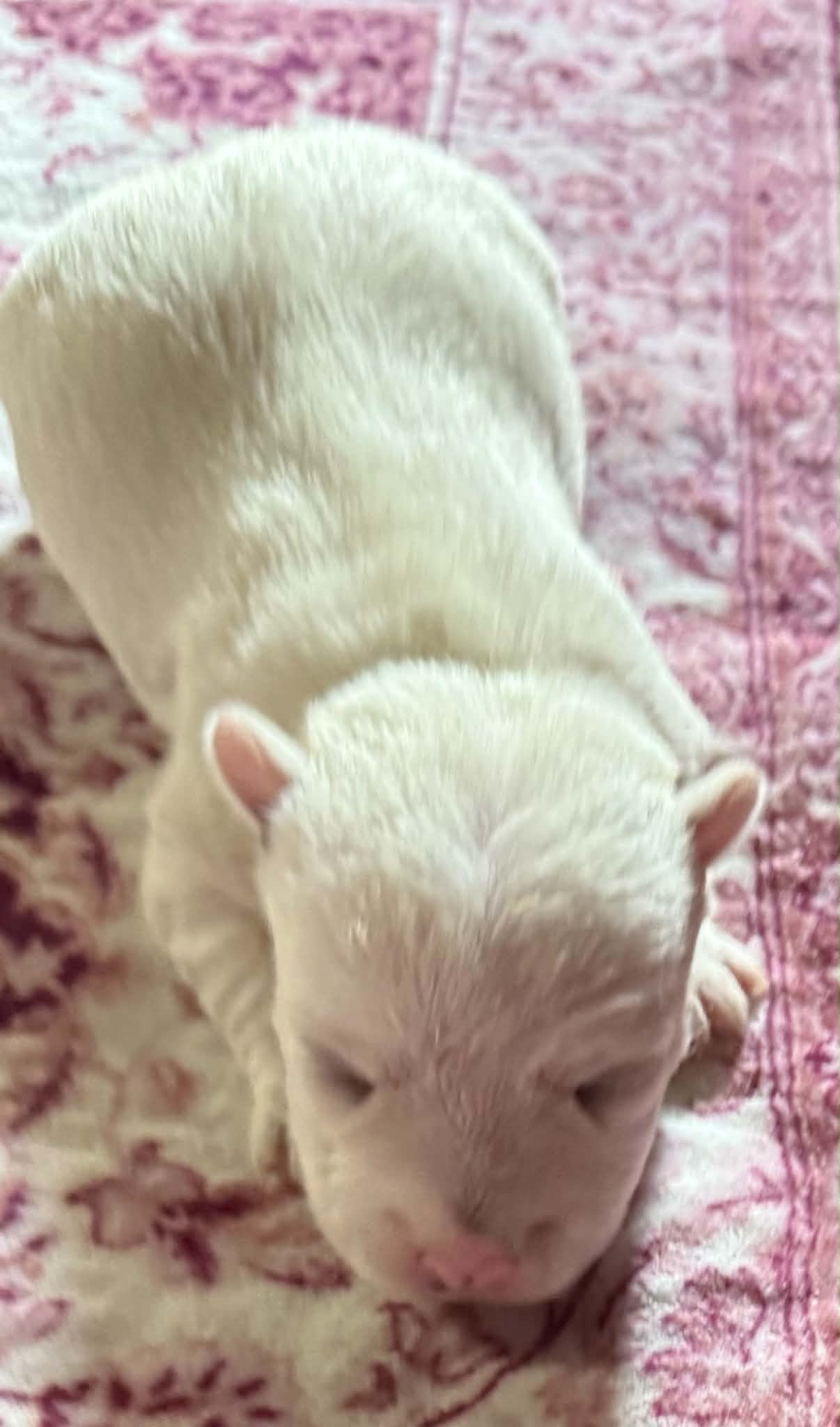 Beautiful Betty AKC New York  – West Highland White Terrier puppy for sale in Binghamton, NY