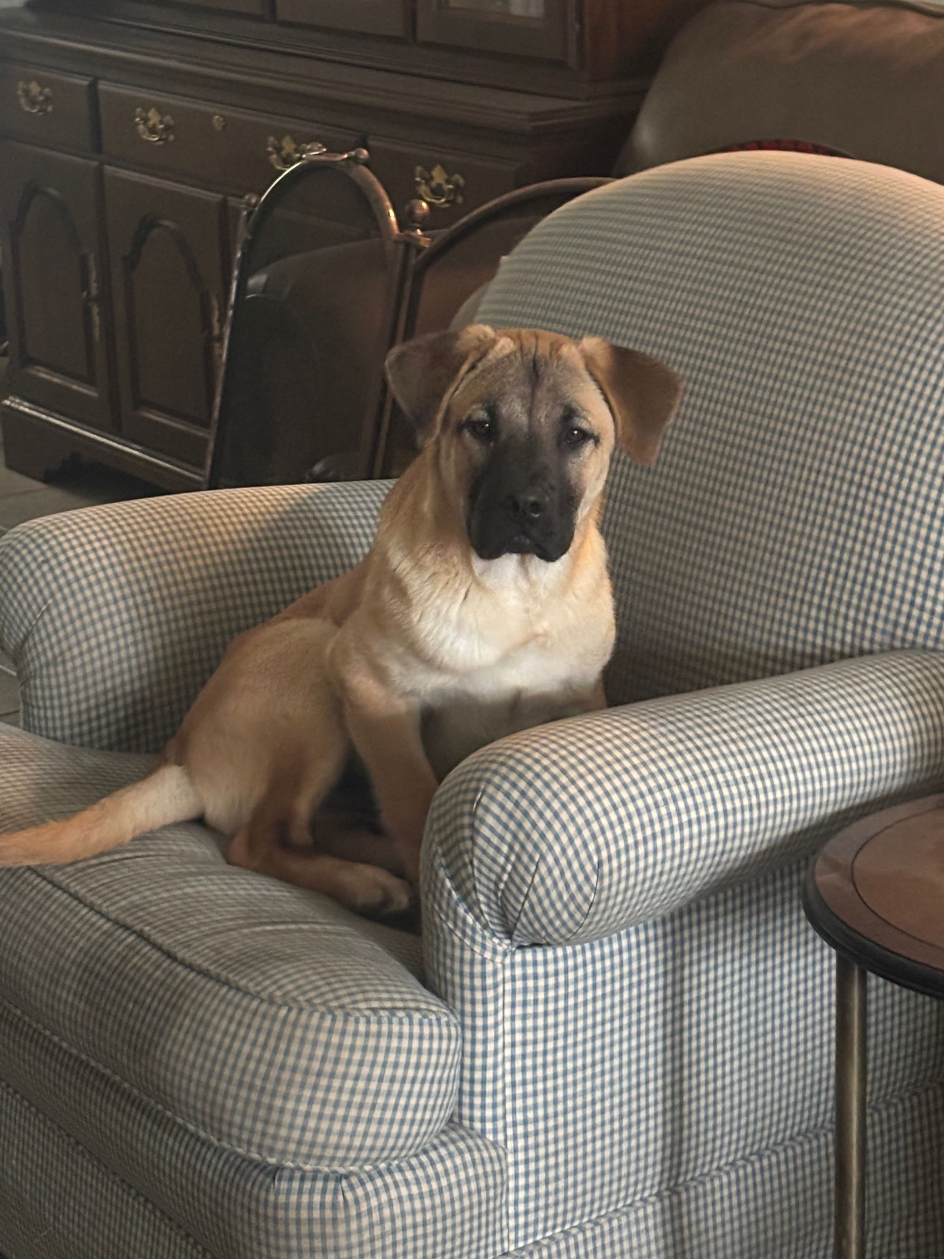 Maurice – Chow Chow, American Foxhound puppy for sale in Houston, TX