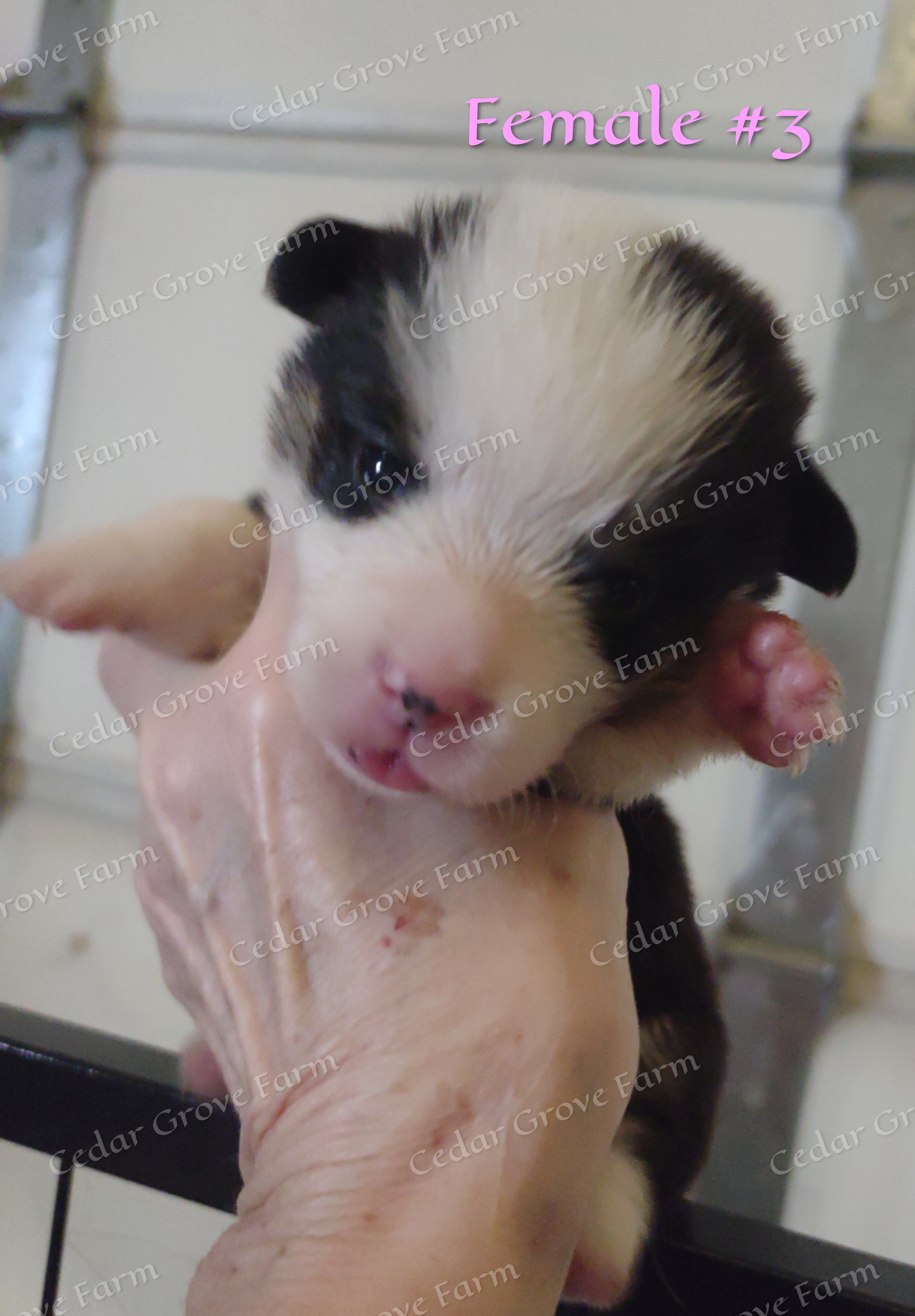 Female #3 – Pembroke Welsh Corgi puppy for sale in Wingate, NC