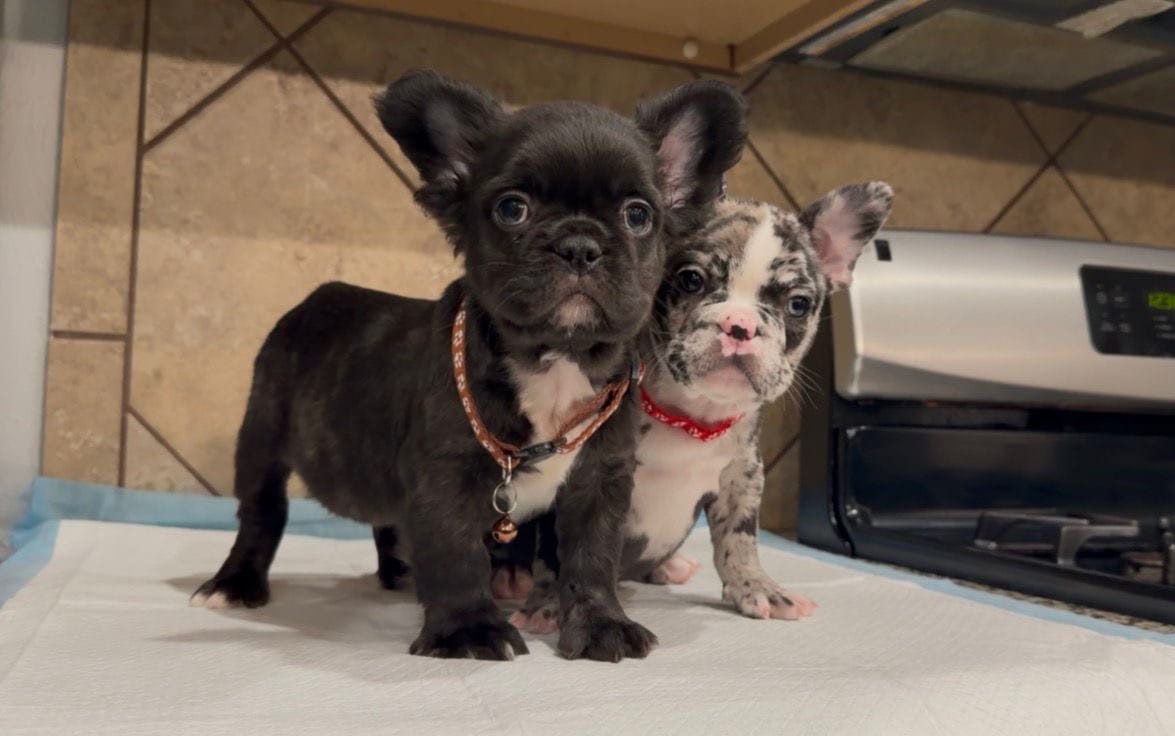 Shadow  – French Bulldog puppy for sale in Houston, TX
