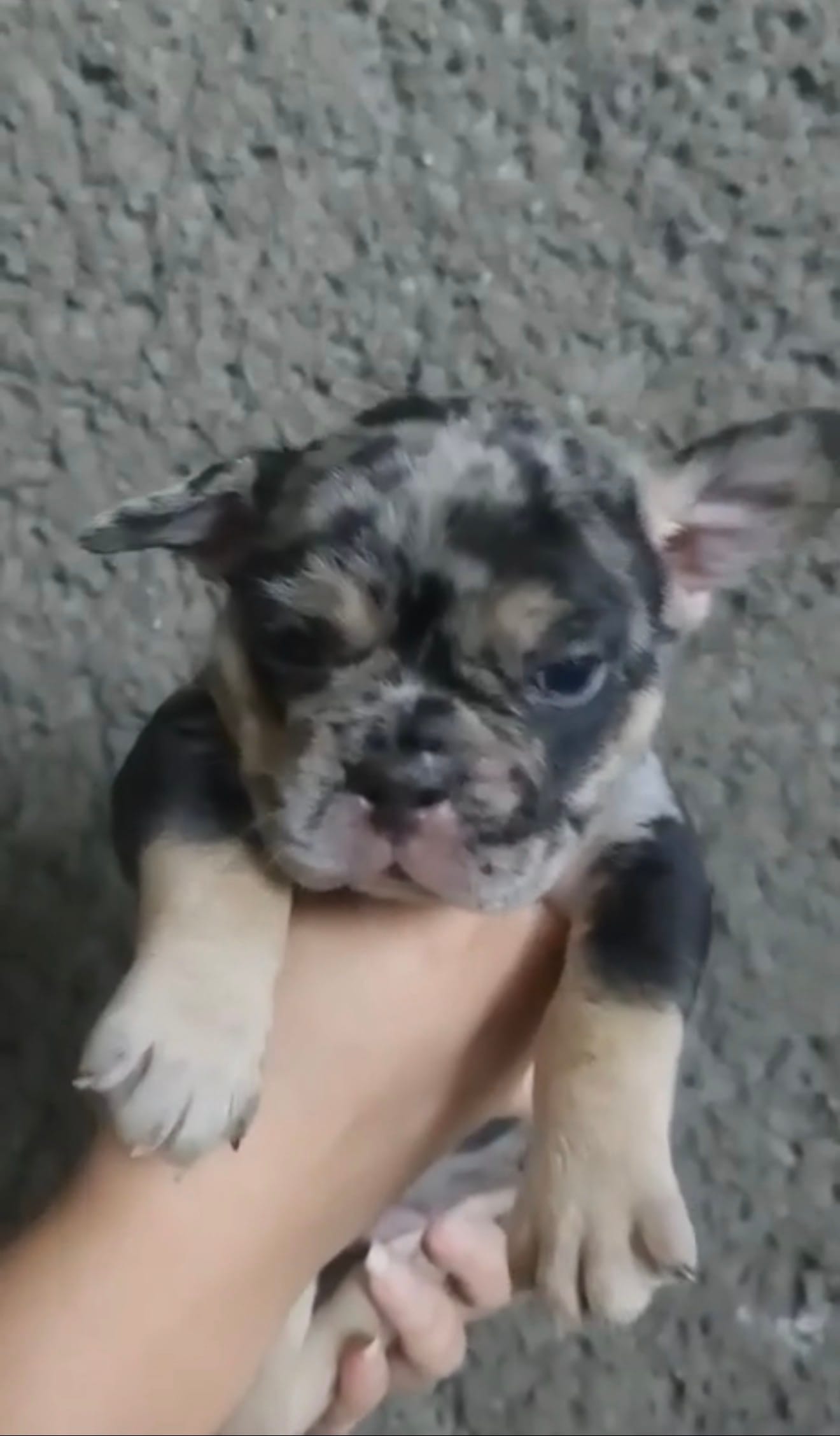 Roxy  – French Bulldog puppy for sale in Houston, TX