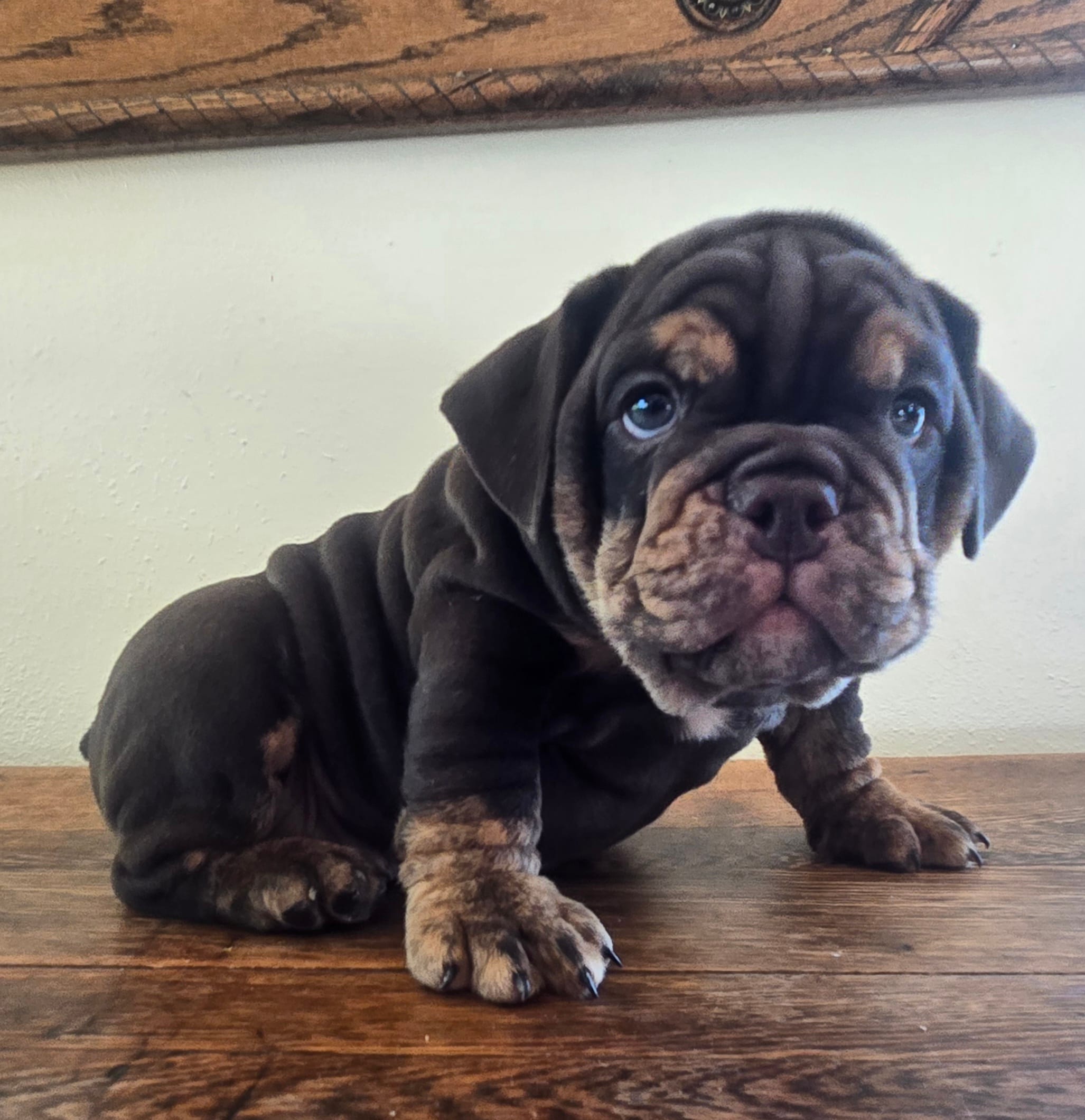 Tucker – English Bulldog puppy for sale in Eaton, CO