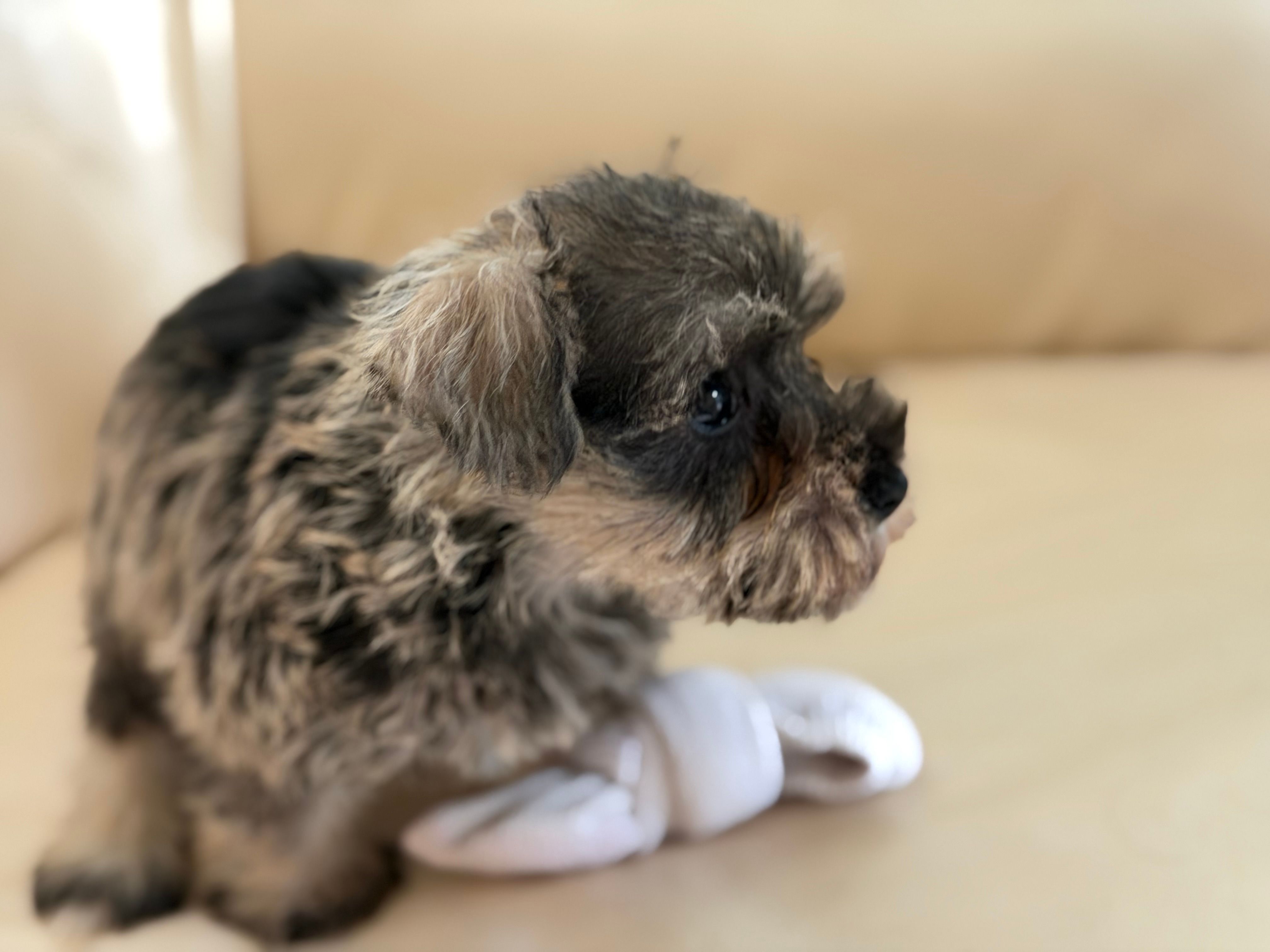 Sam#4 – Miniature Schnauzer, Poodle - Miniature  puppy for sale in Melcher-Dallas, IA