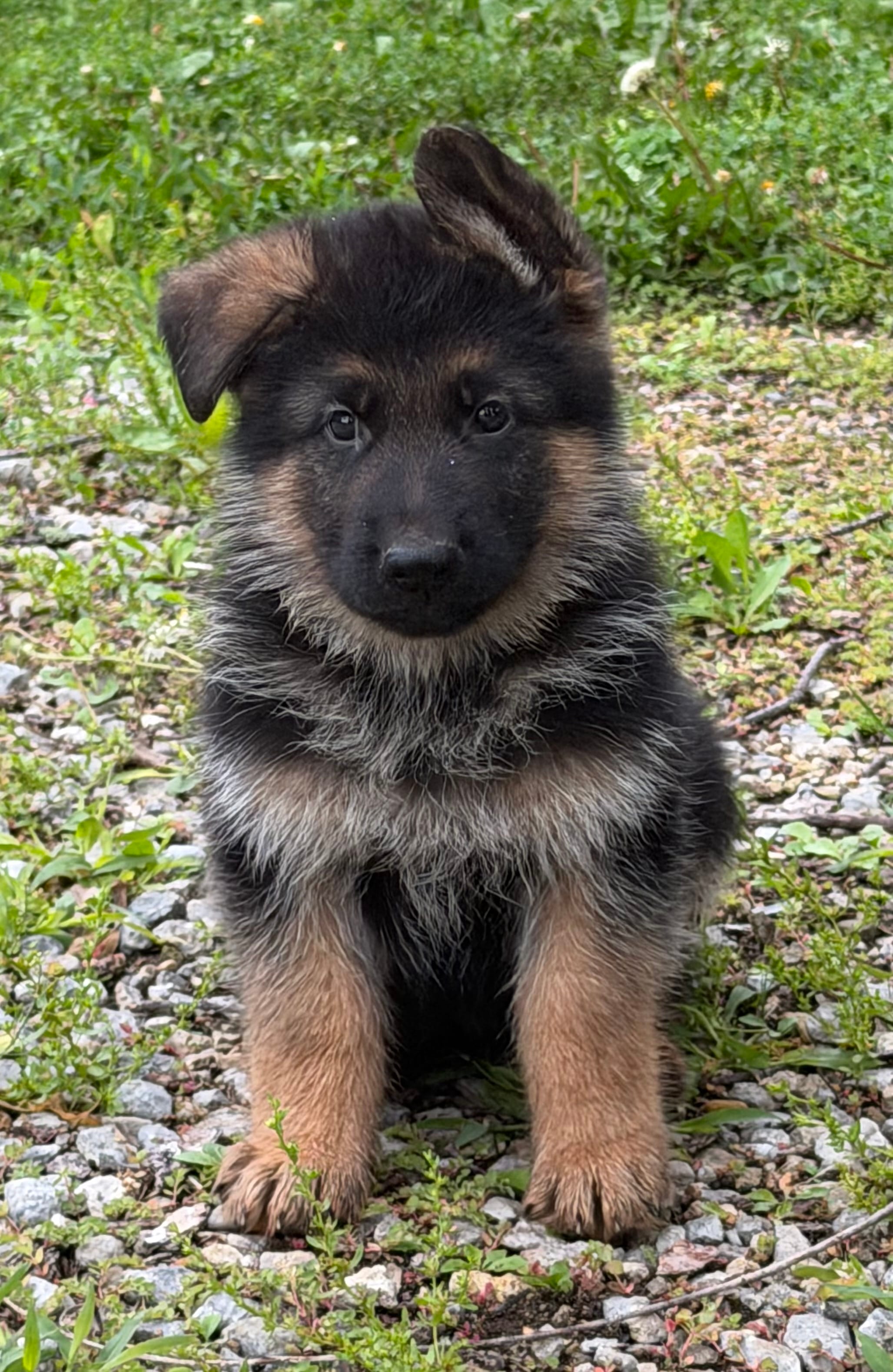 White – German Shepherd Dog puppy for sale in Pana, IL
