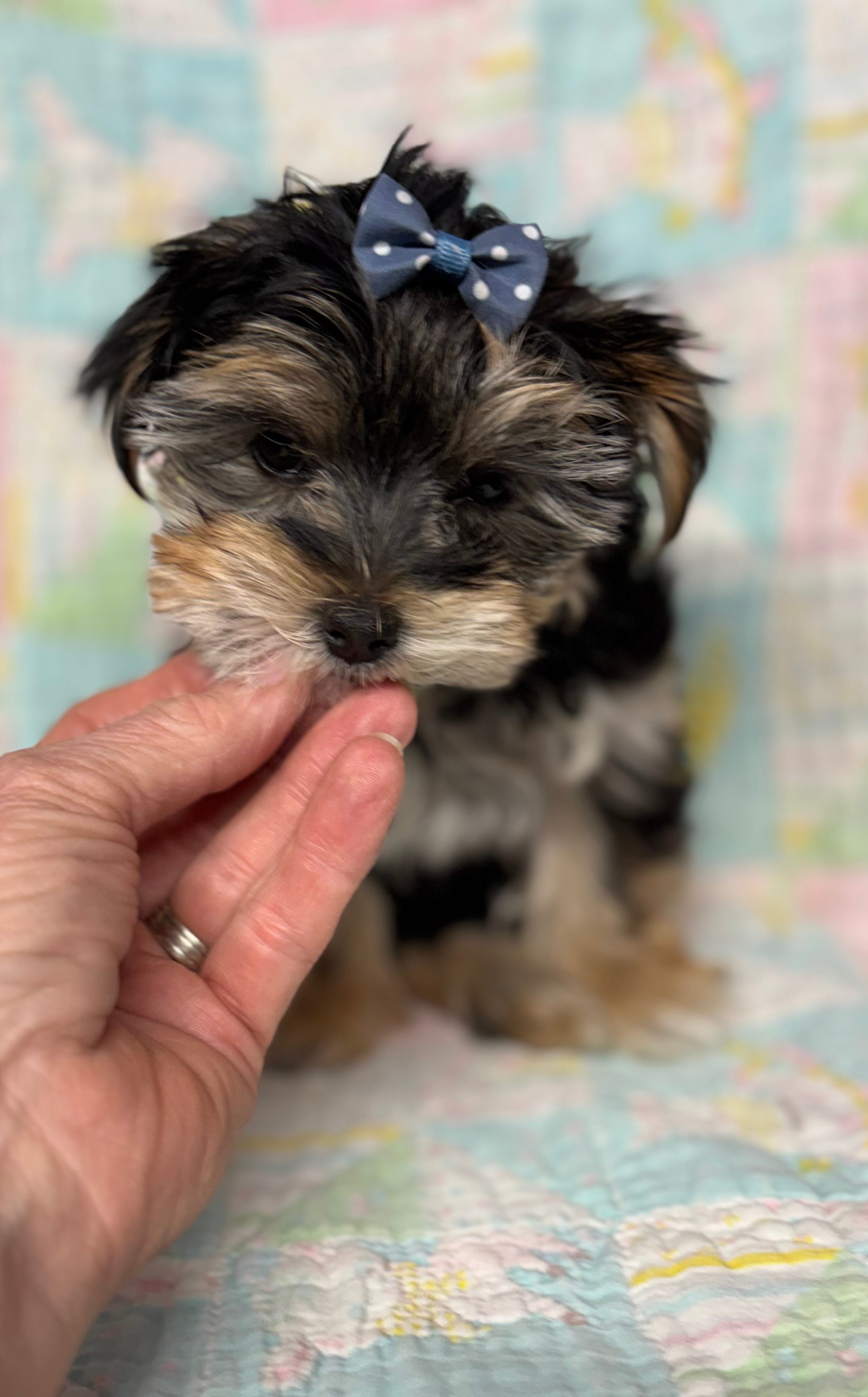 Cassie – Yorkshire Terrier, Morkie puppy for sale in Peculiar, MO