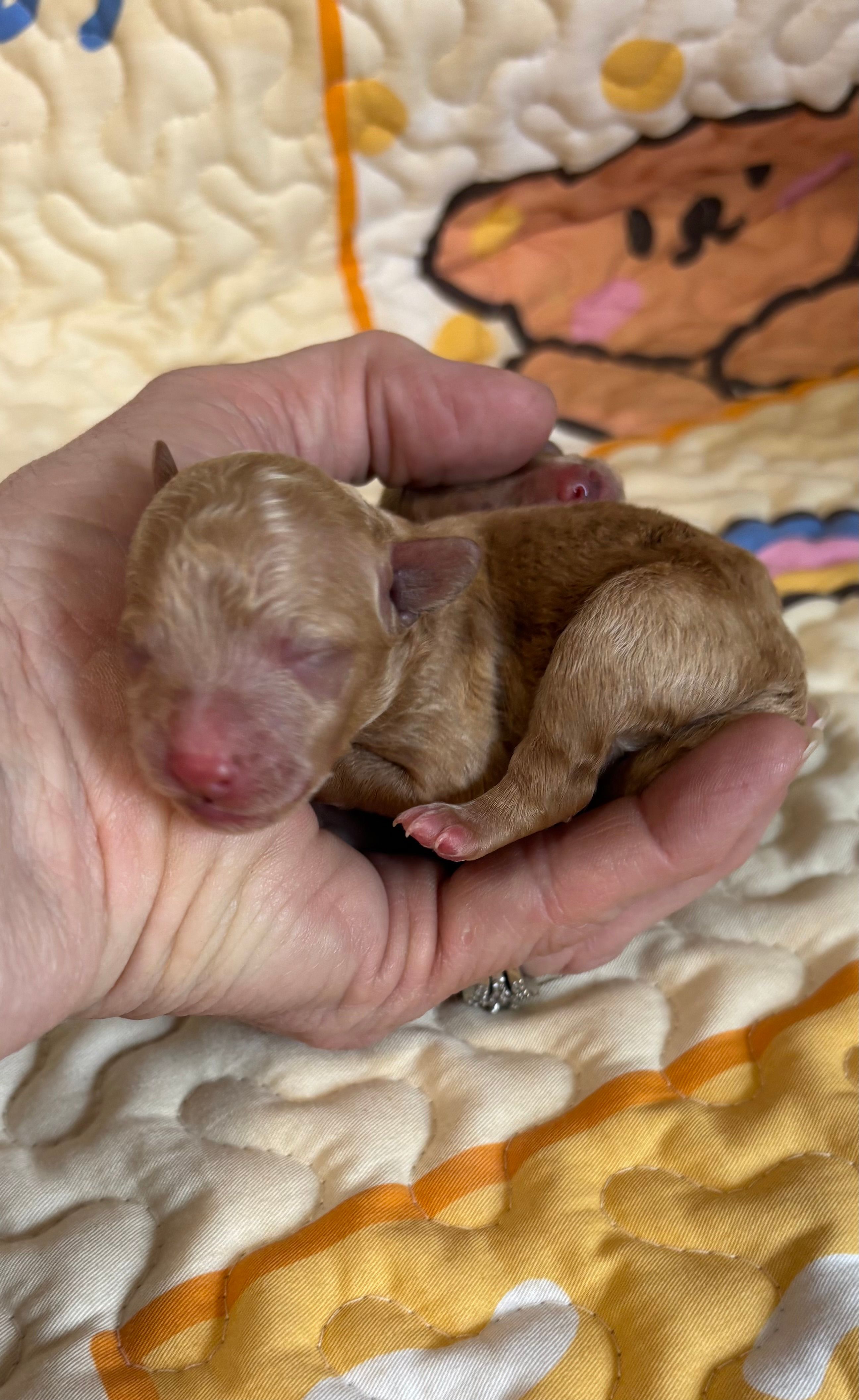 Theodore – Poodle - Toy  puppy for sale in Peculiar, MO