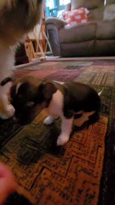 Basil, a female Chihuahua and Yorkshire Terrier for sale in Nashua, NH – 2 of 10